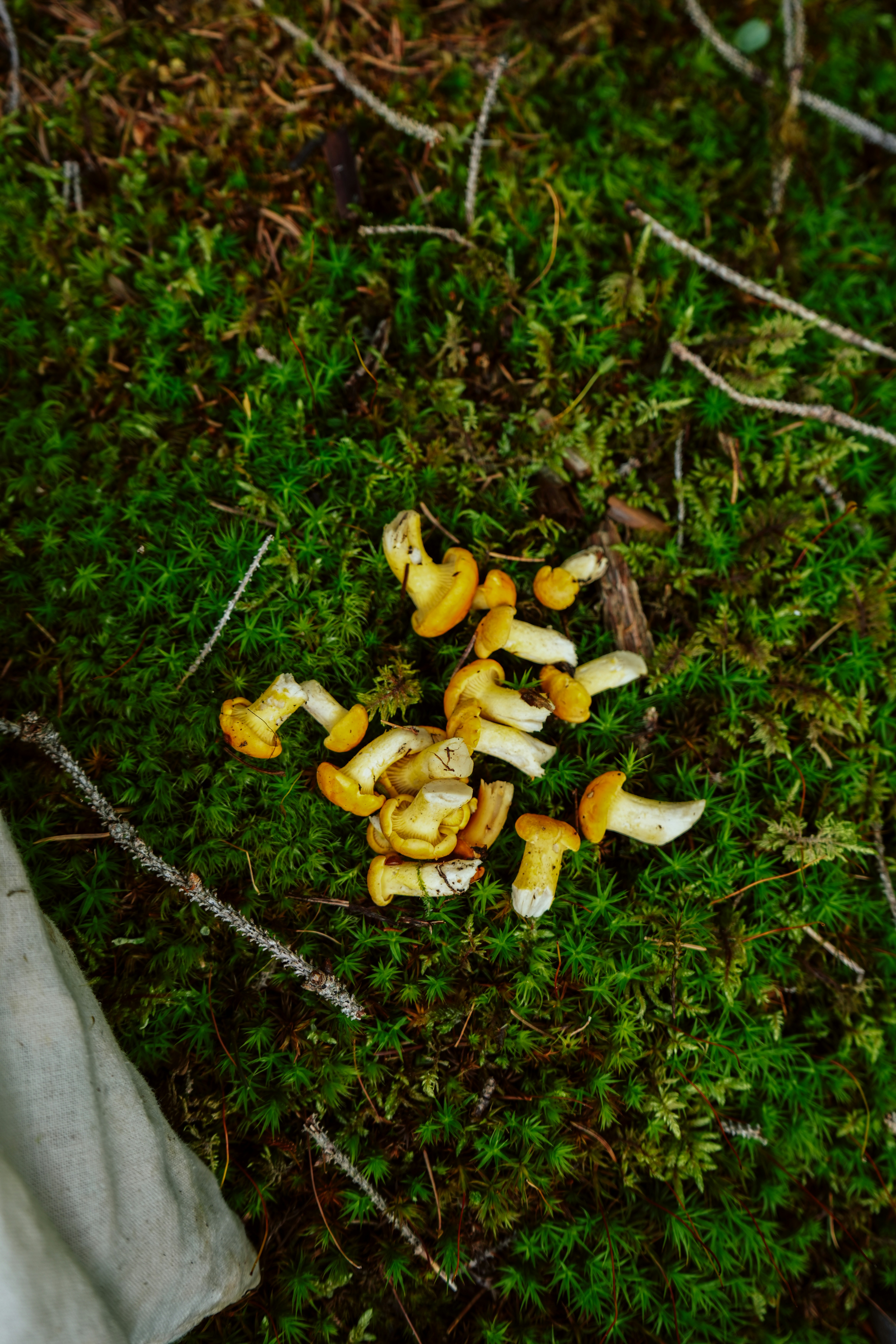 A bunch of mushrooms that are on the ground