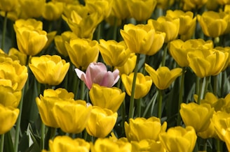 A field of yellow and pink tulips