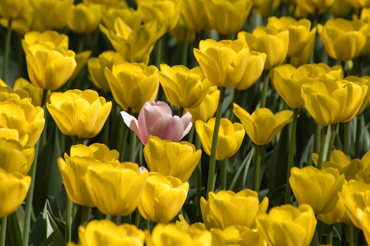 A field of yellow and pink tulips