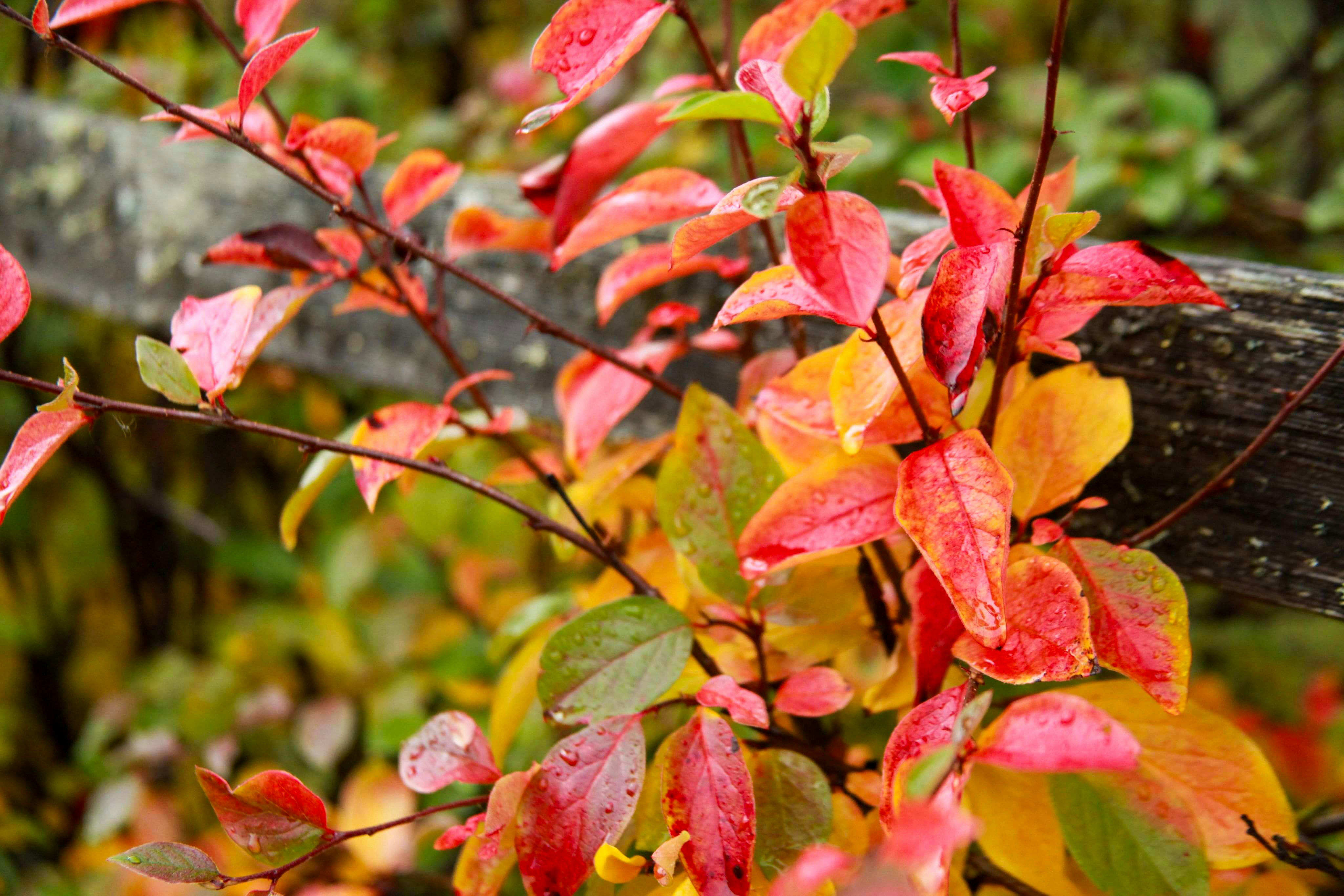 Photo by nwilloughby