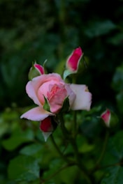 A close up of a pink rose with green leaves