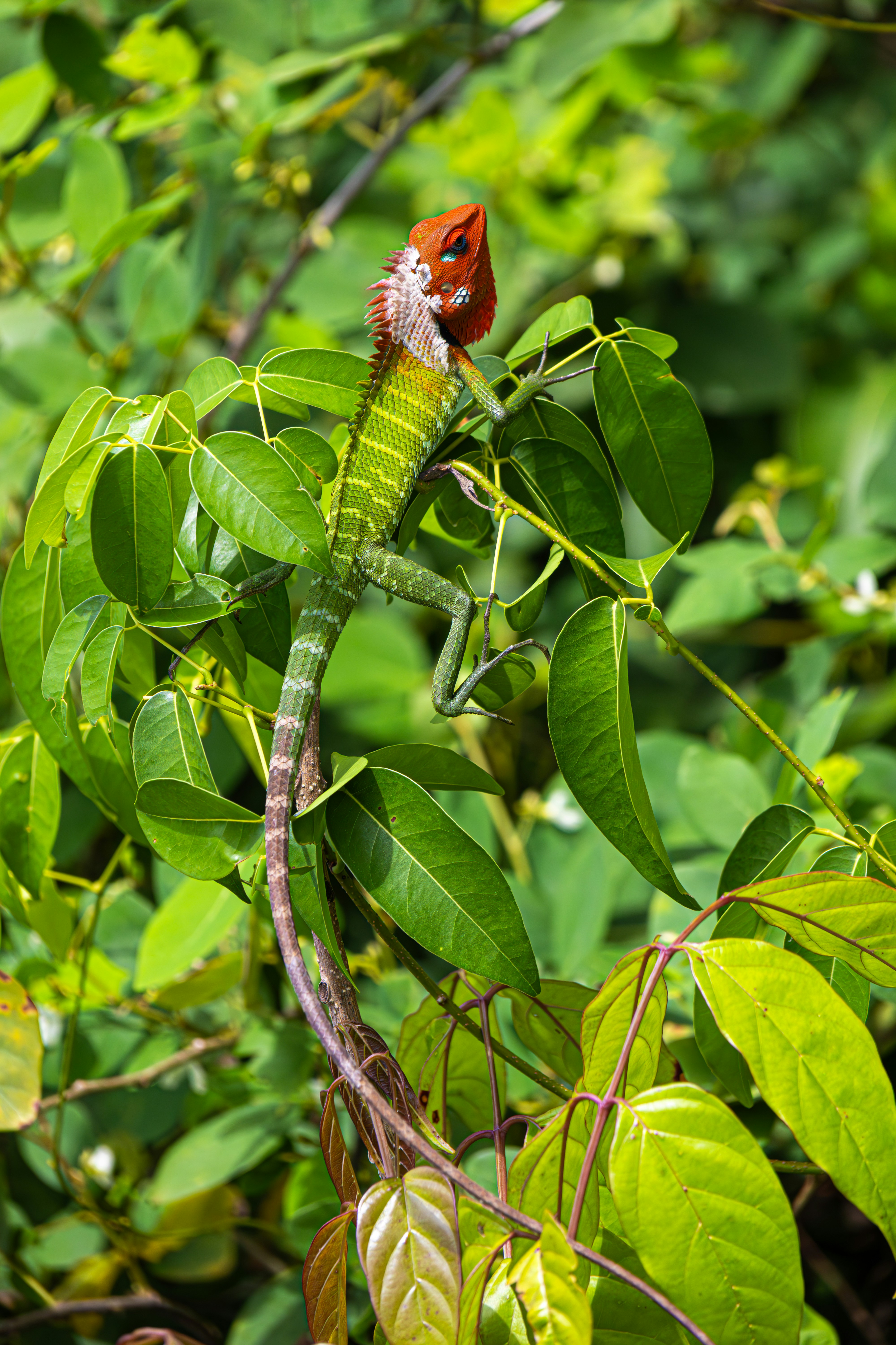 A red and white lizard sitting on top of a leaf covered tree