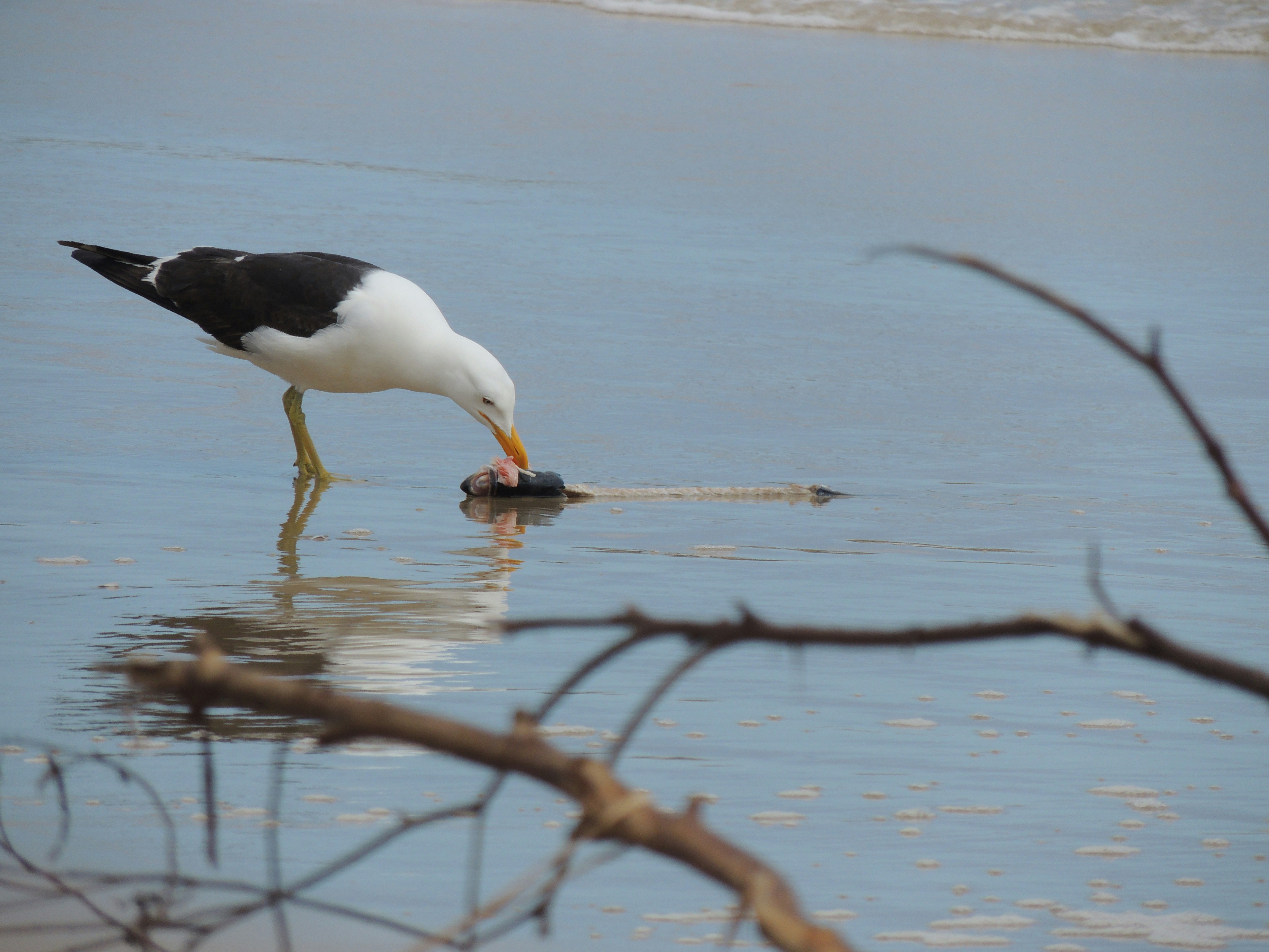 Photo by gnovakovski