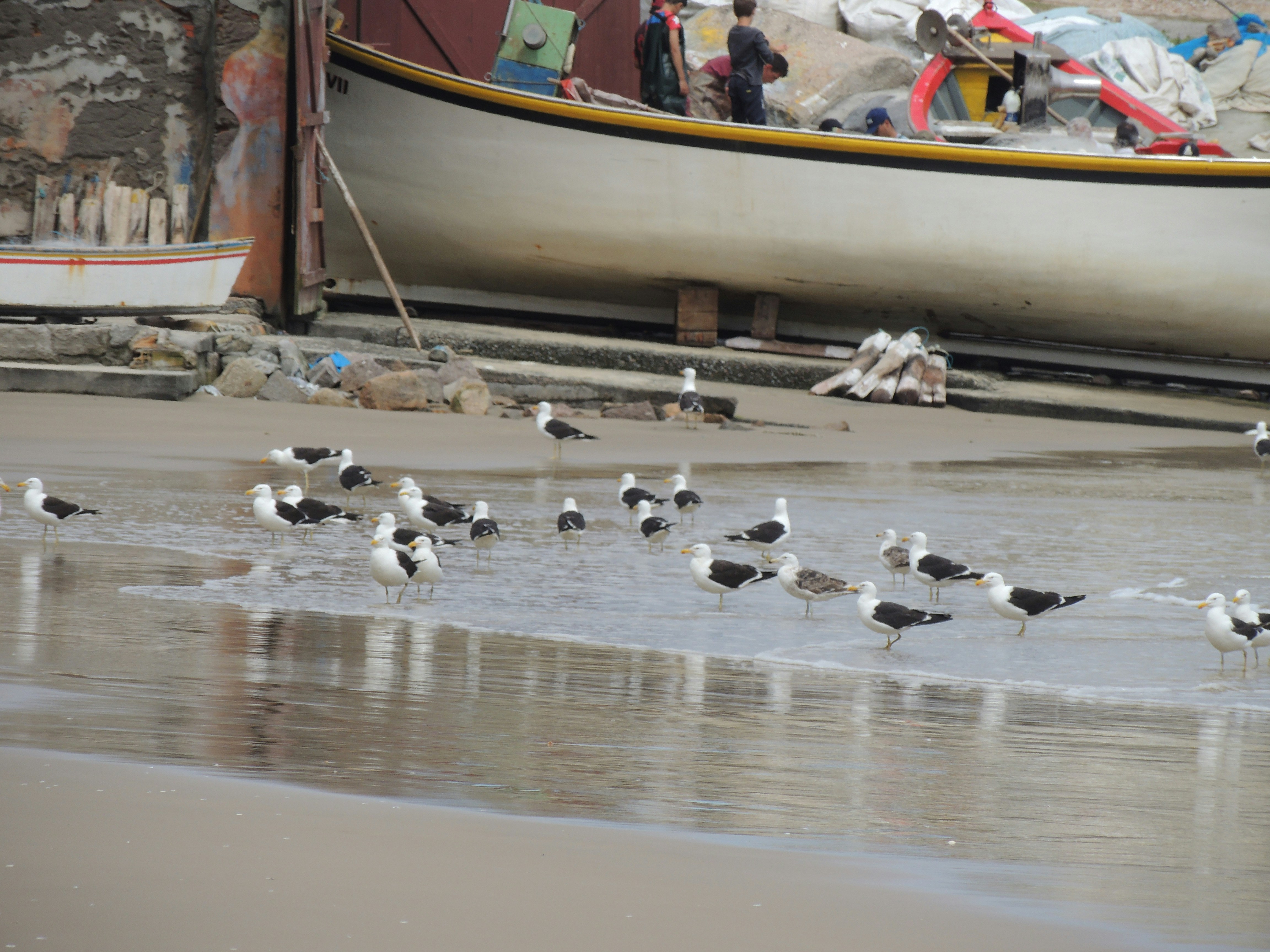 A group of seagulls standing on the beach next to a boat
