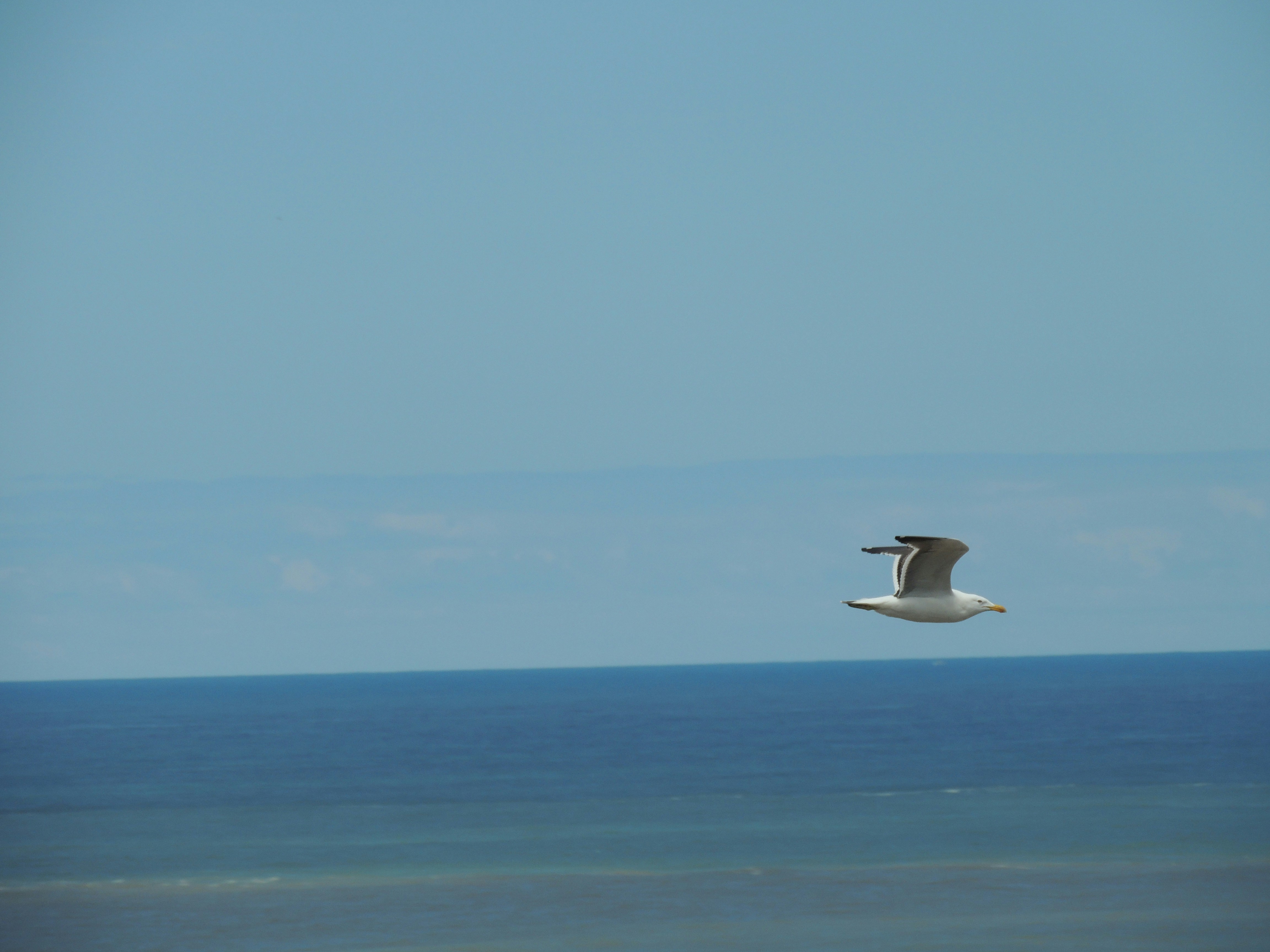 A bird flying over the ocean on a clear day