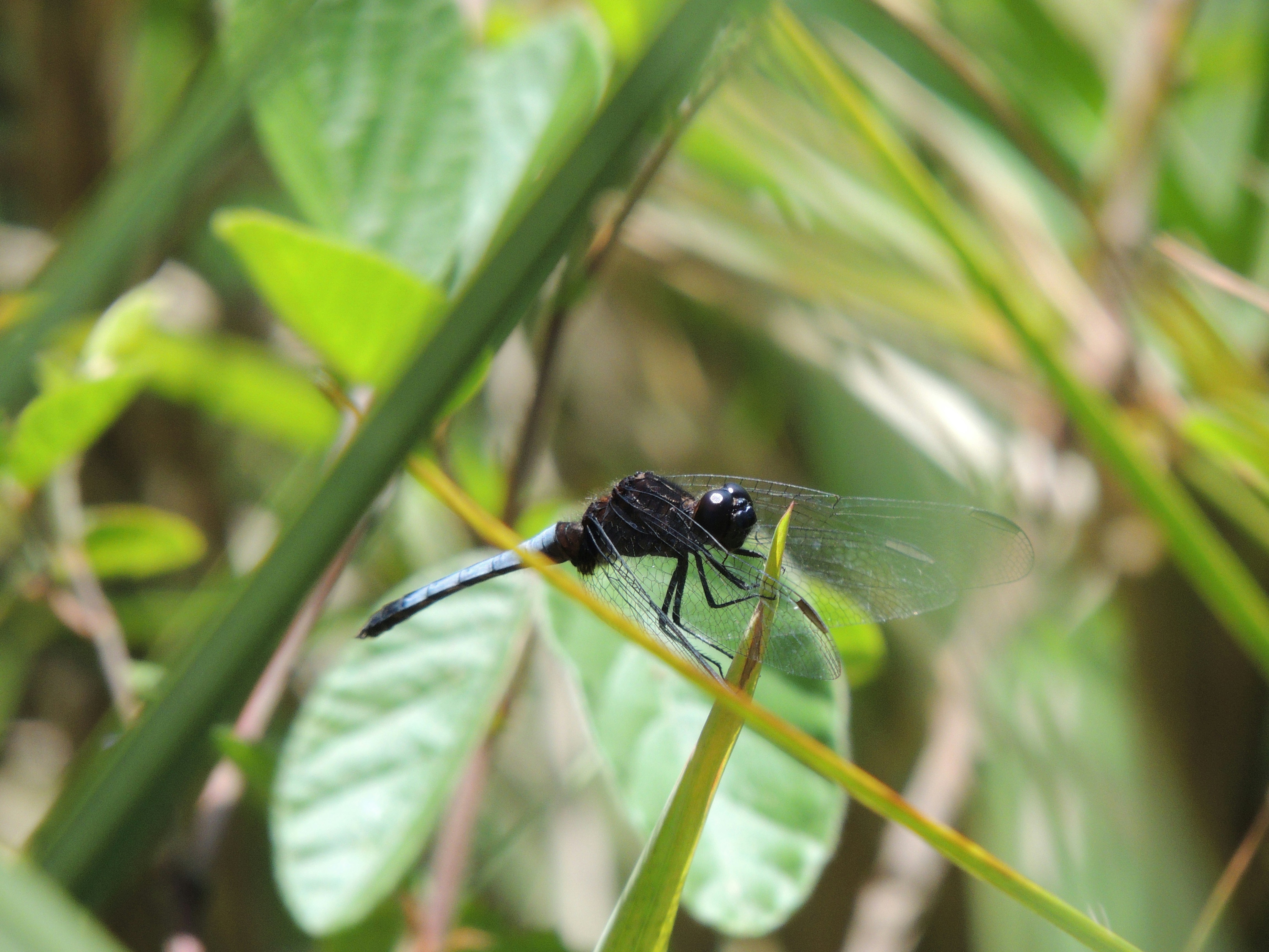 Photo by gnovakovski