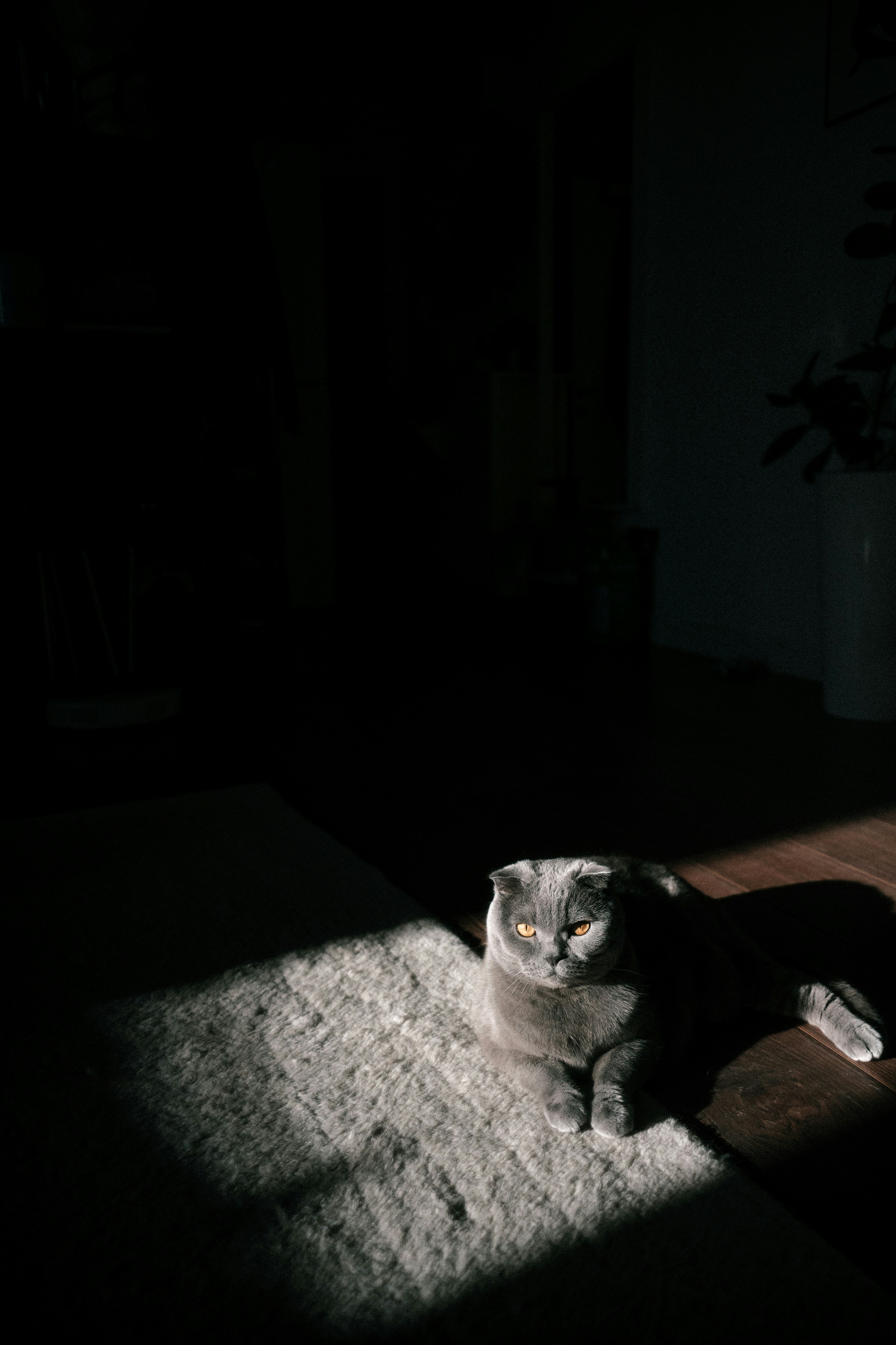 A cat sitting on the floor in the dark