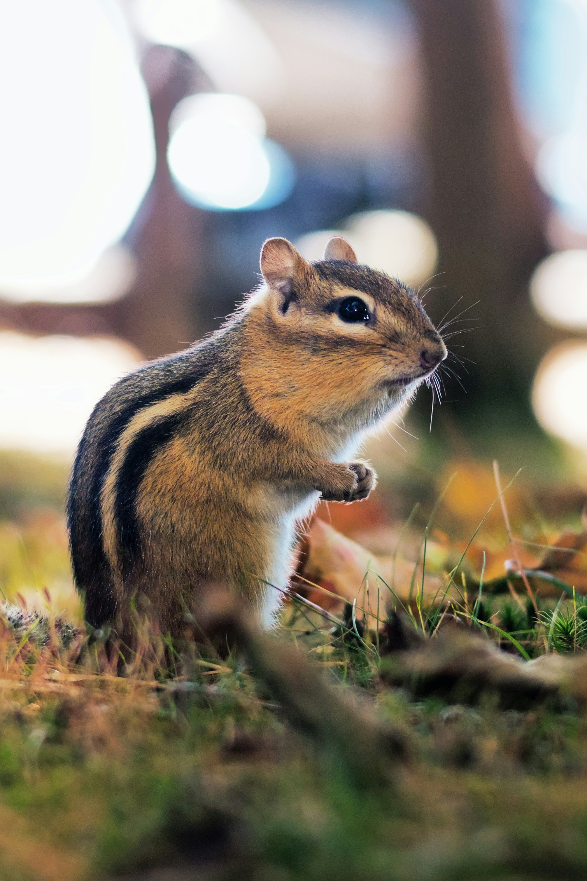 A small rodent standing on top of a lush green field