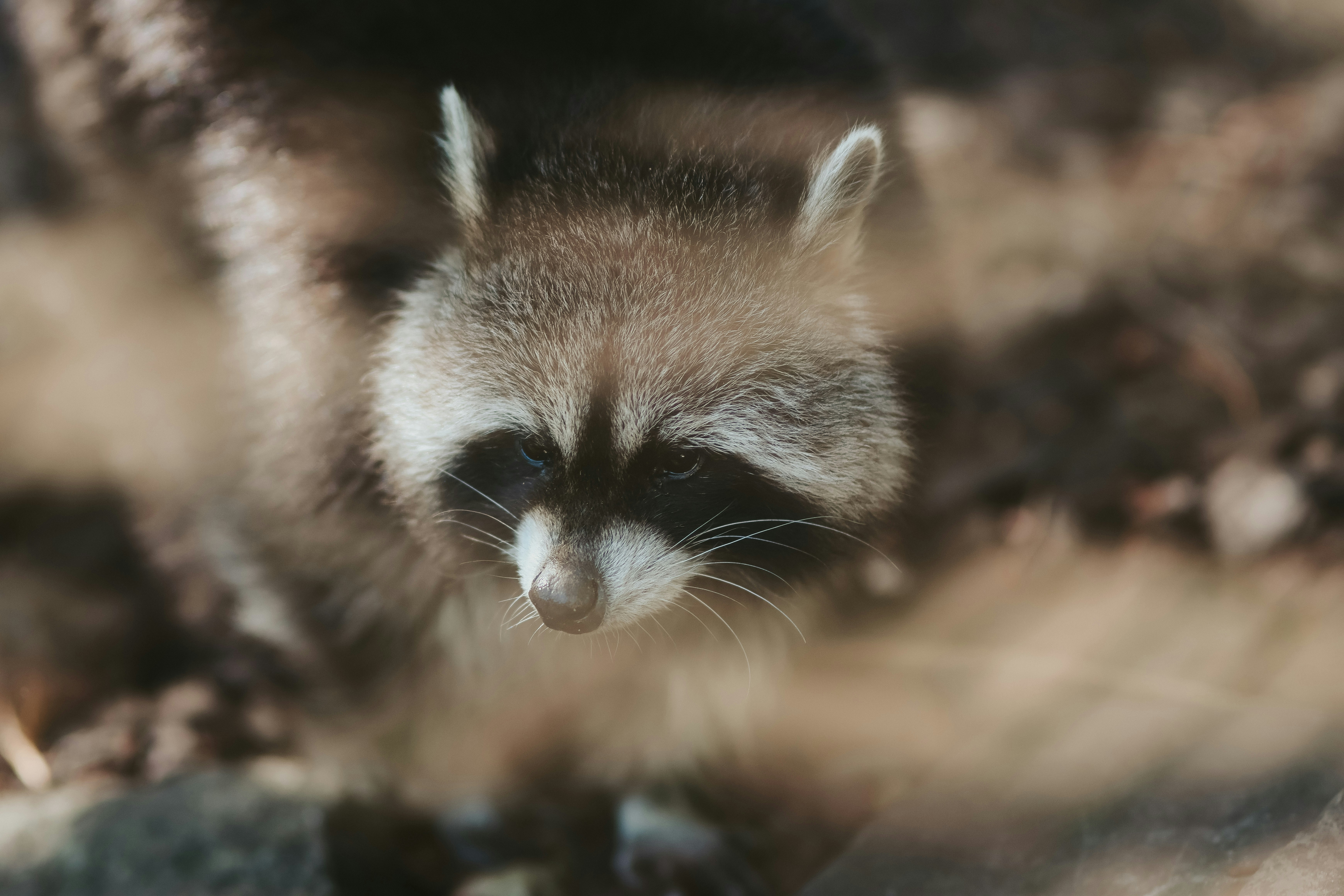 A raccoon looking out of a hole in the ground photo – Free Animal Image ...
