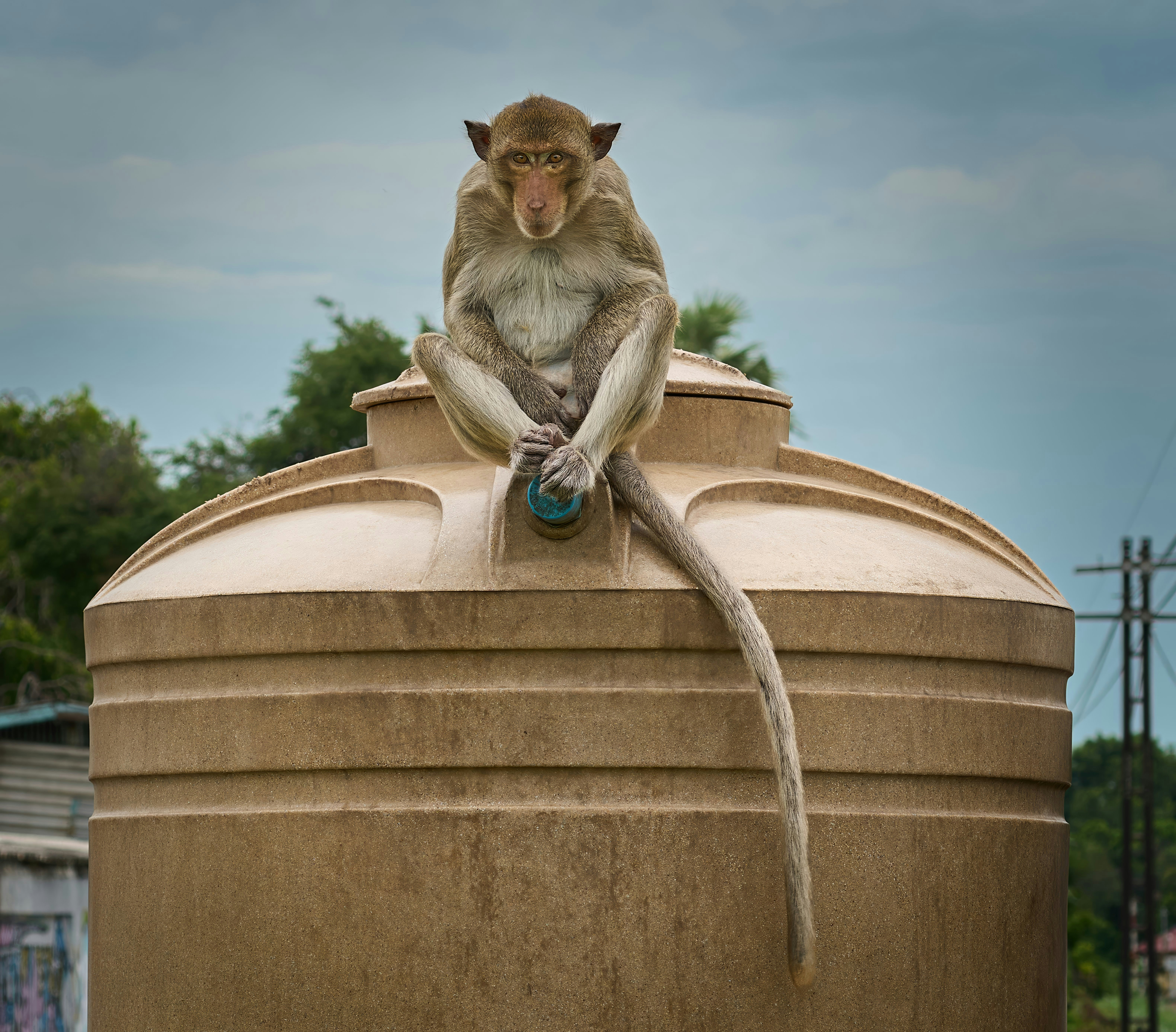 A monkey sitting on top of a water tank