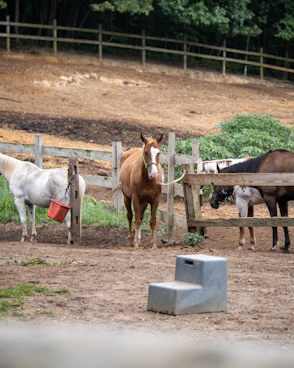 A group of horses standing around in a fenced in area