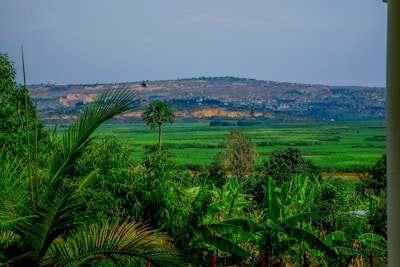 A view of a lush green valley from a house
