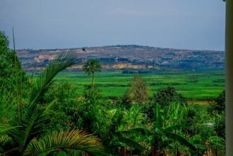 A view of a lush green valley from a house