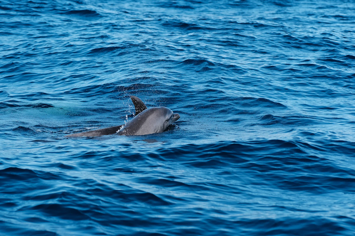 Wild bottlenose dolphin swimming in the turquoise waters off Zanzibar