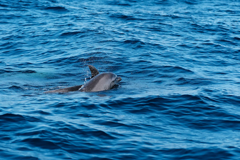 Bottlenose dolphin swimming near Mnemba Island off the coast of Zanzibar
