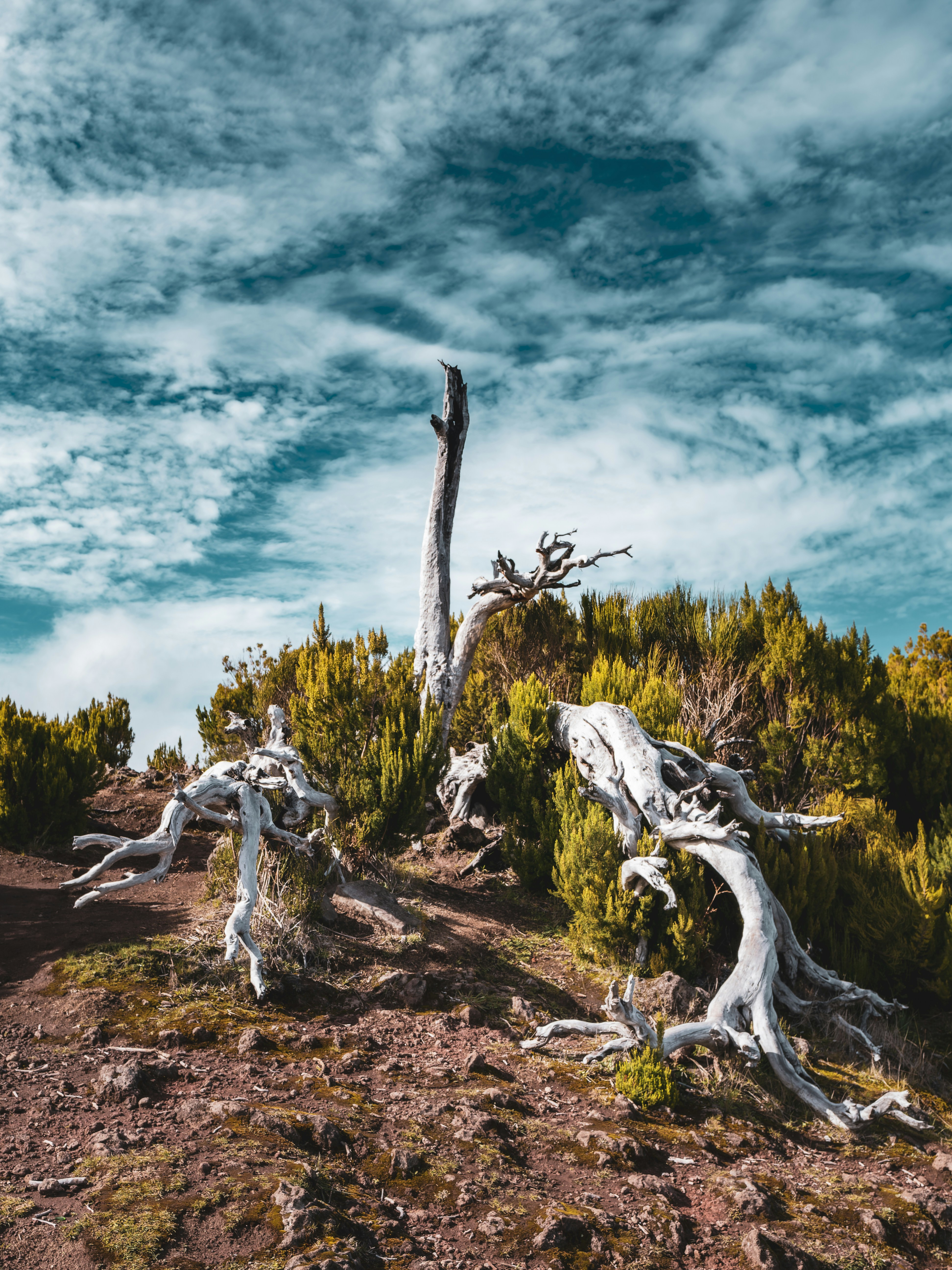 Un grupo de árboles que están en una colina