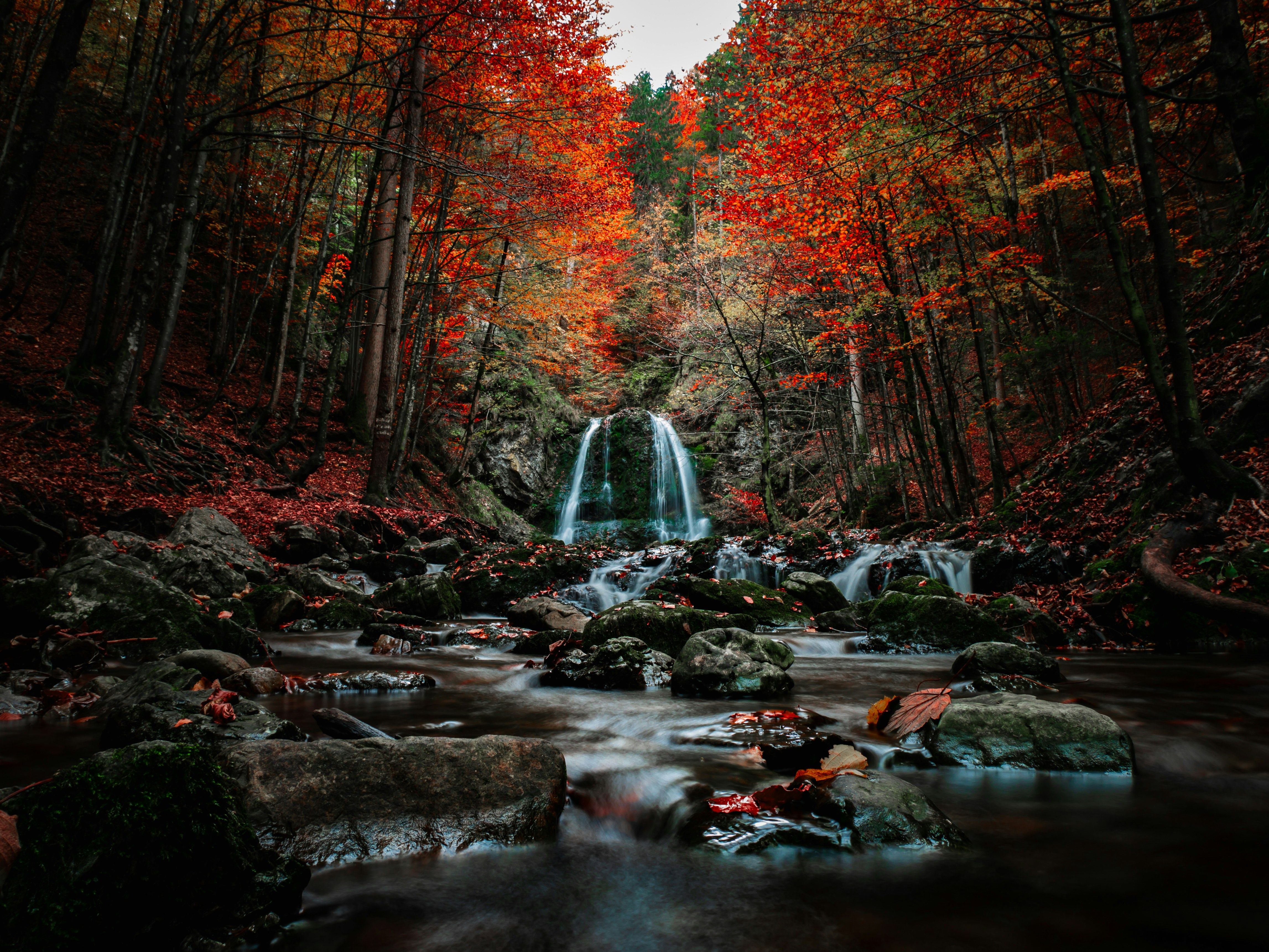 A stream running through a forest filled with lots of trees