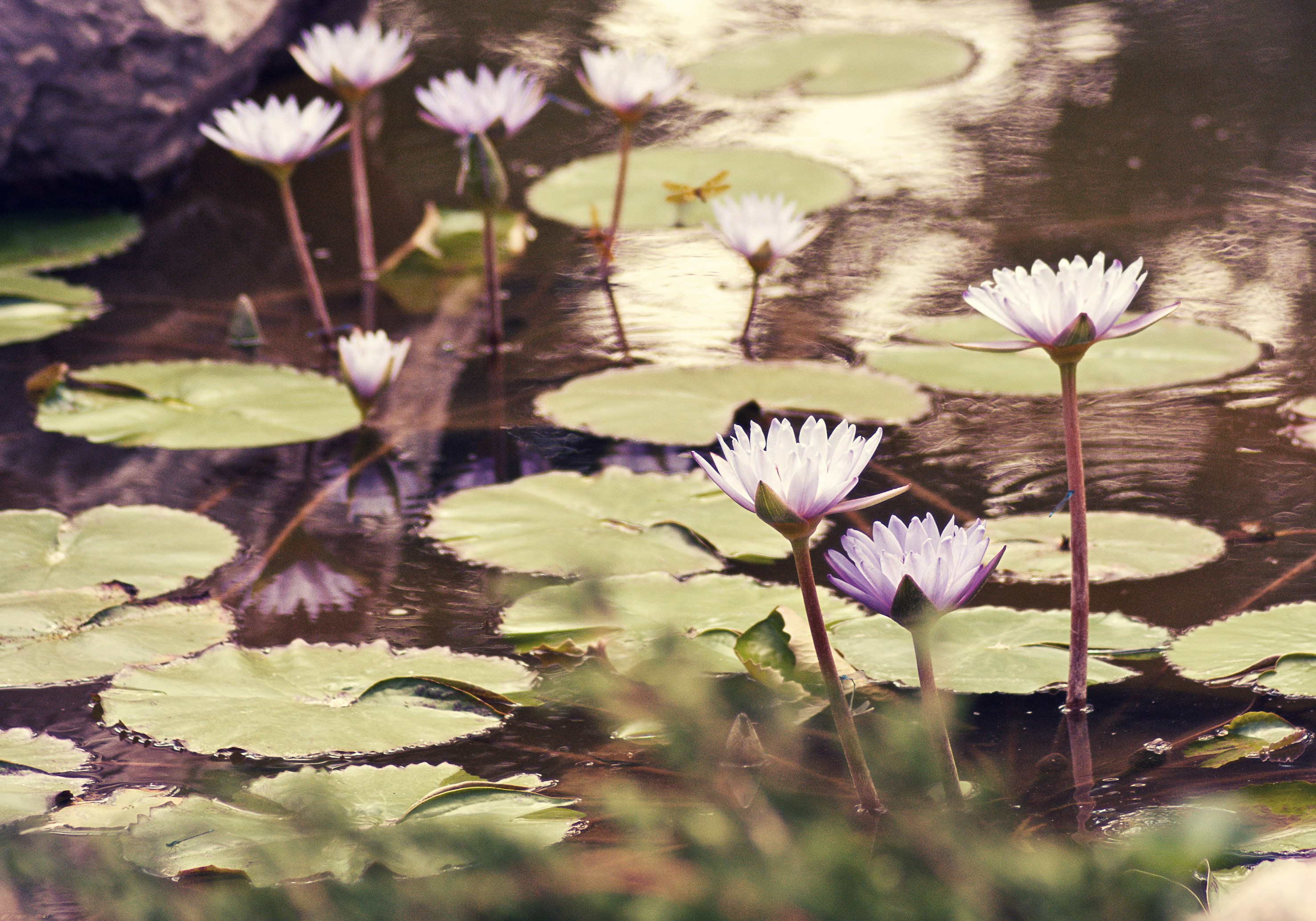 Photo by jensineodom