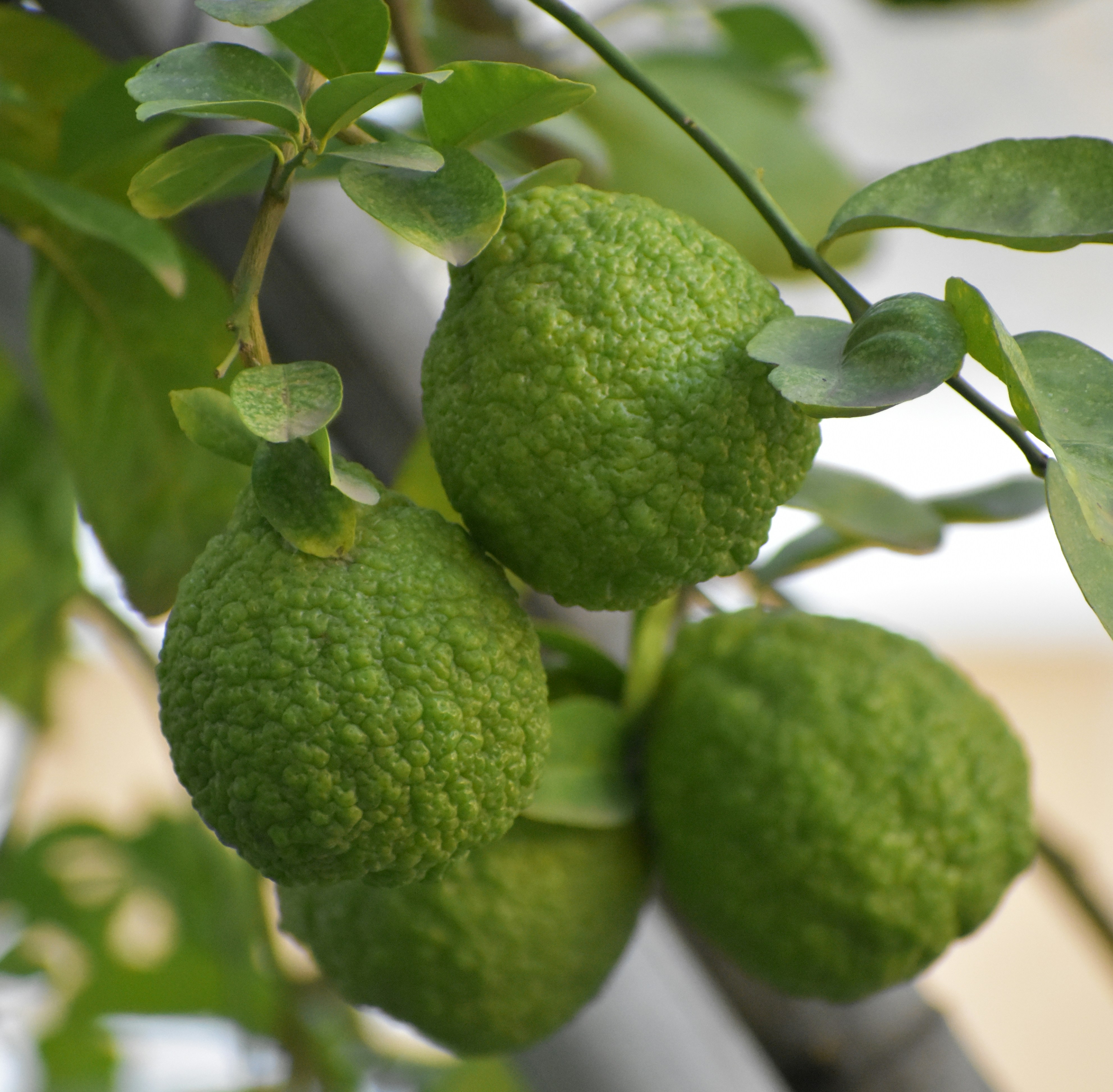 Photo by avinaash_ponnada