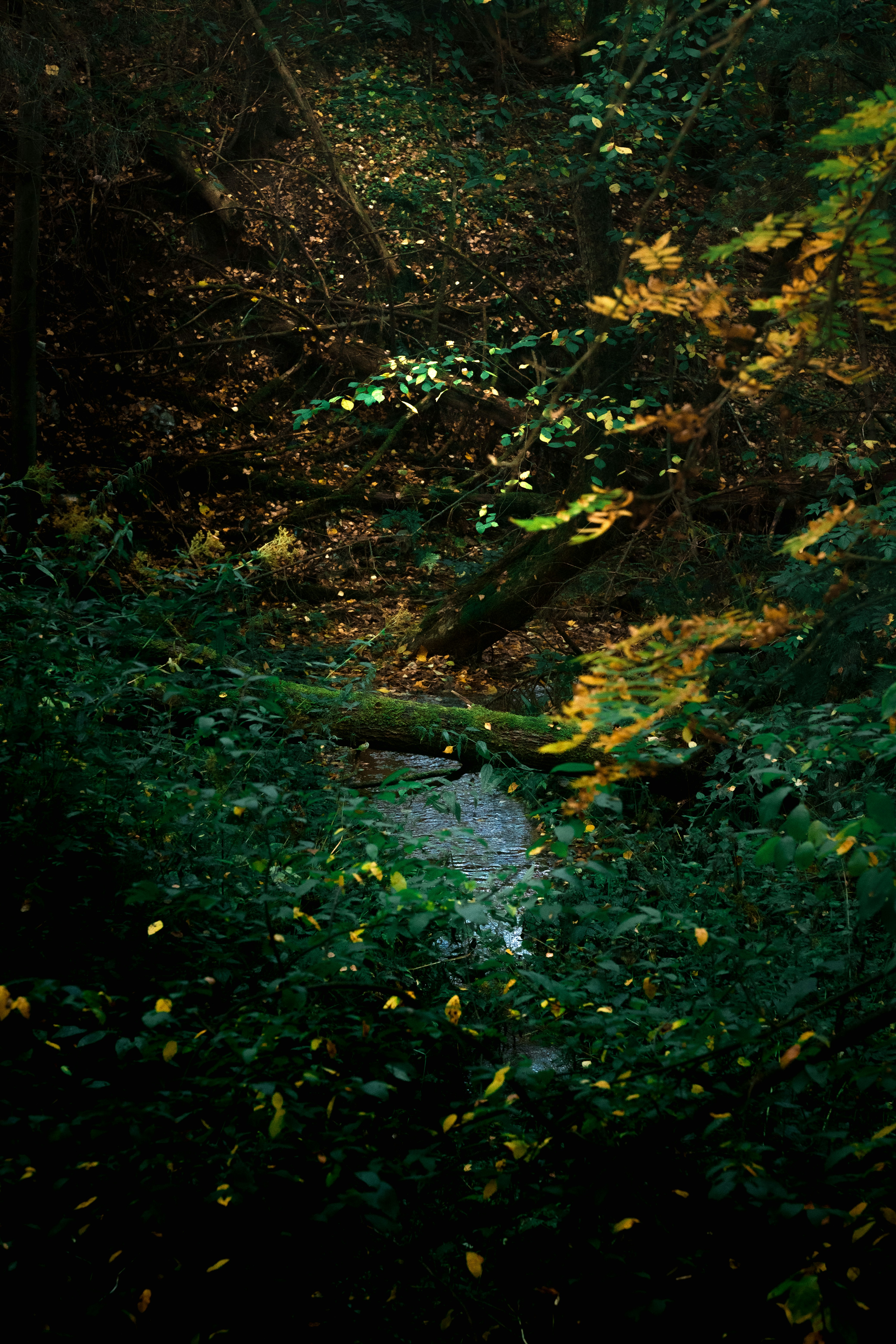 Photo by kazusaki_sagar