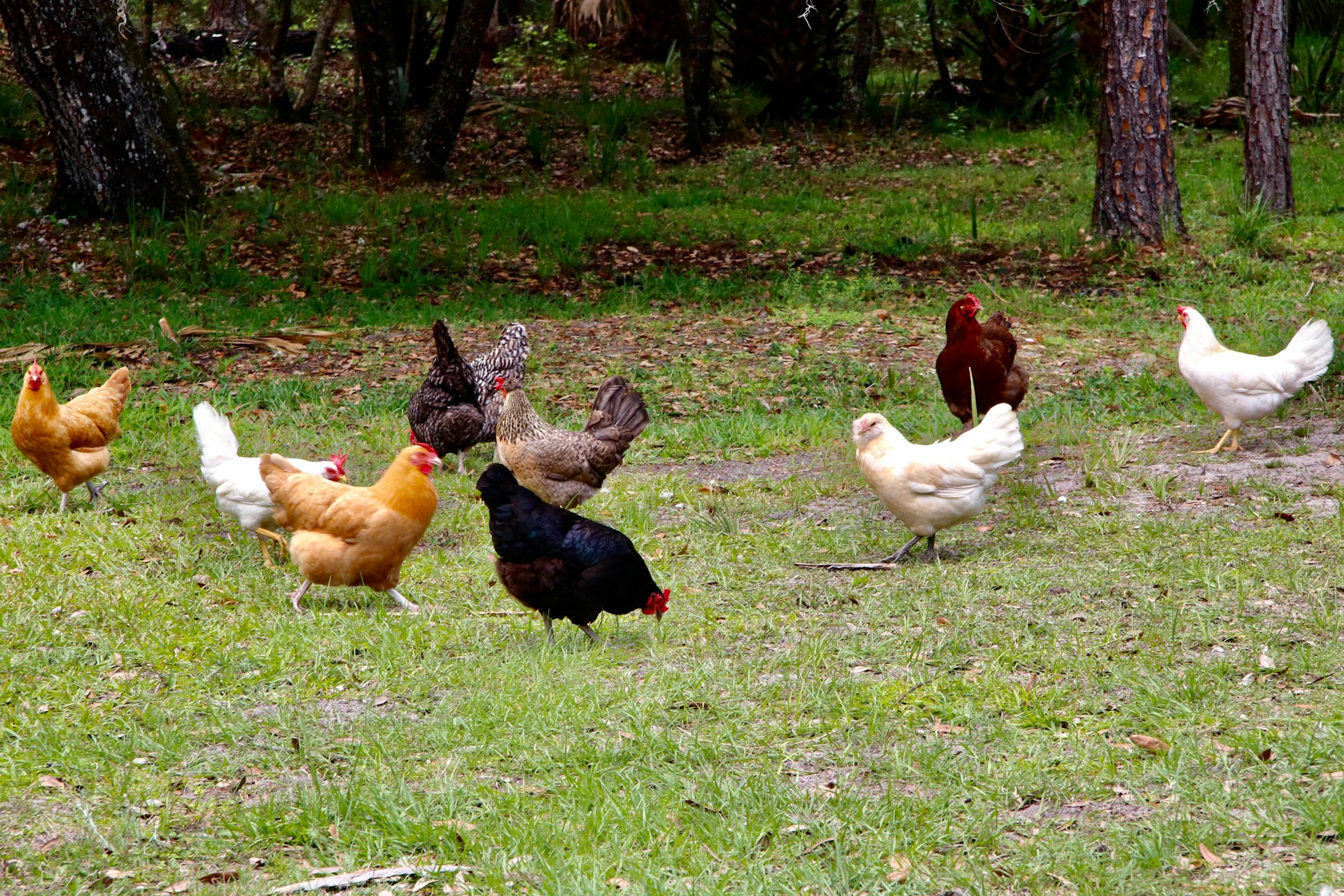 A group of chickens standing on top of a grass covered field