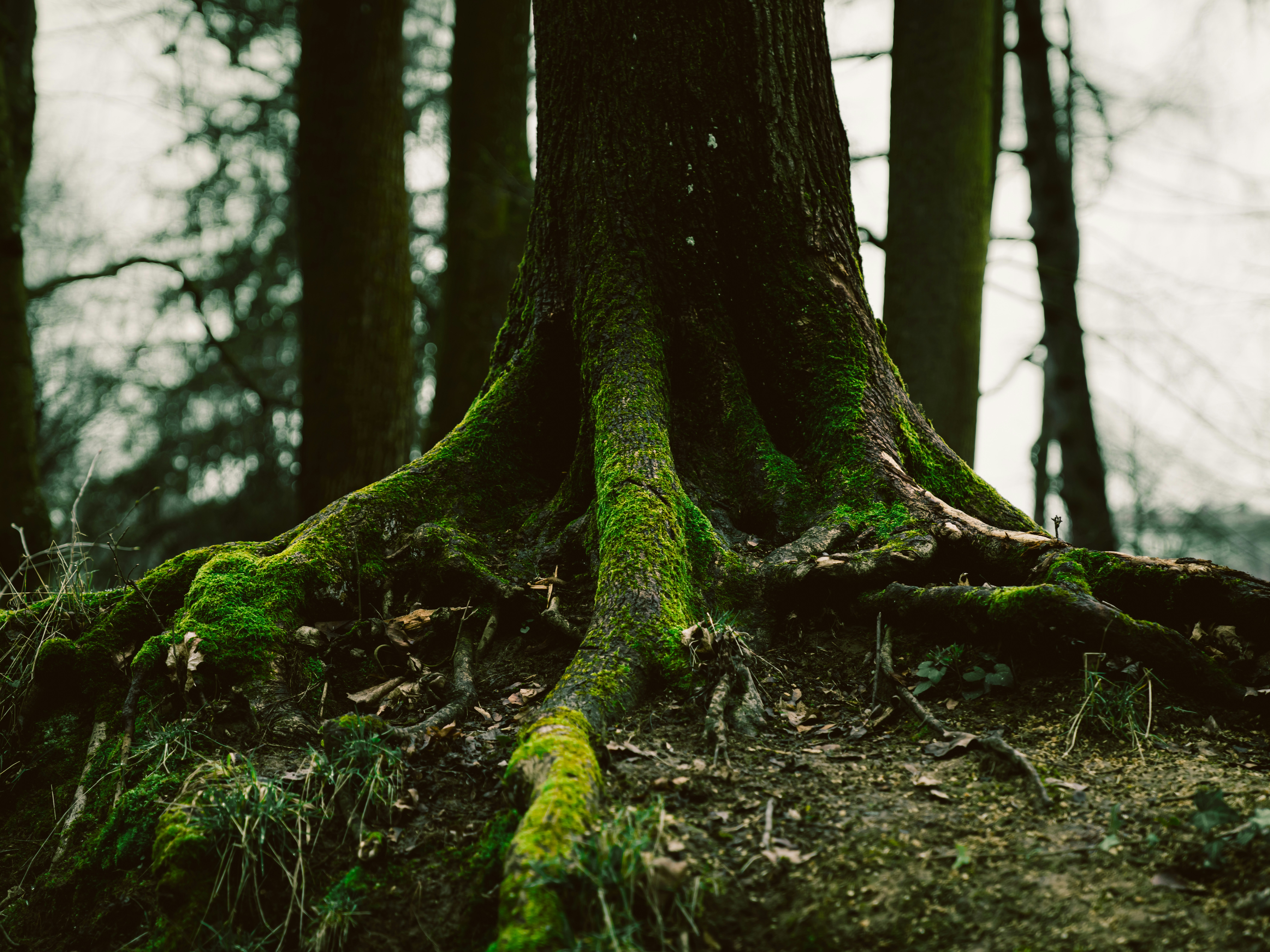 Body in the Wild: Healing Without Performance