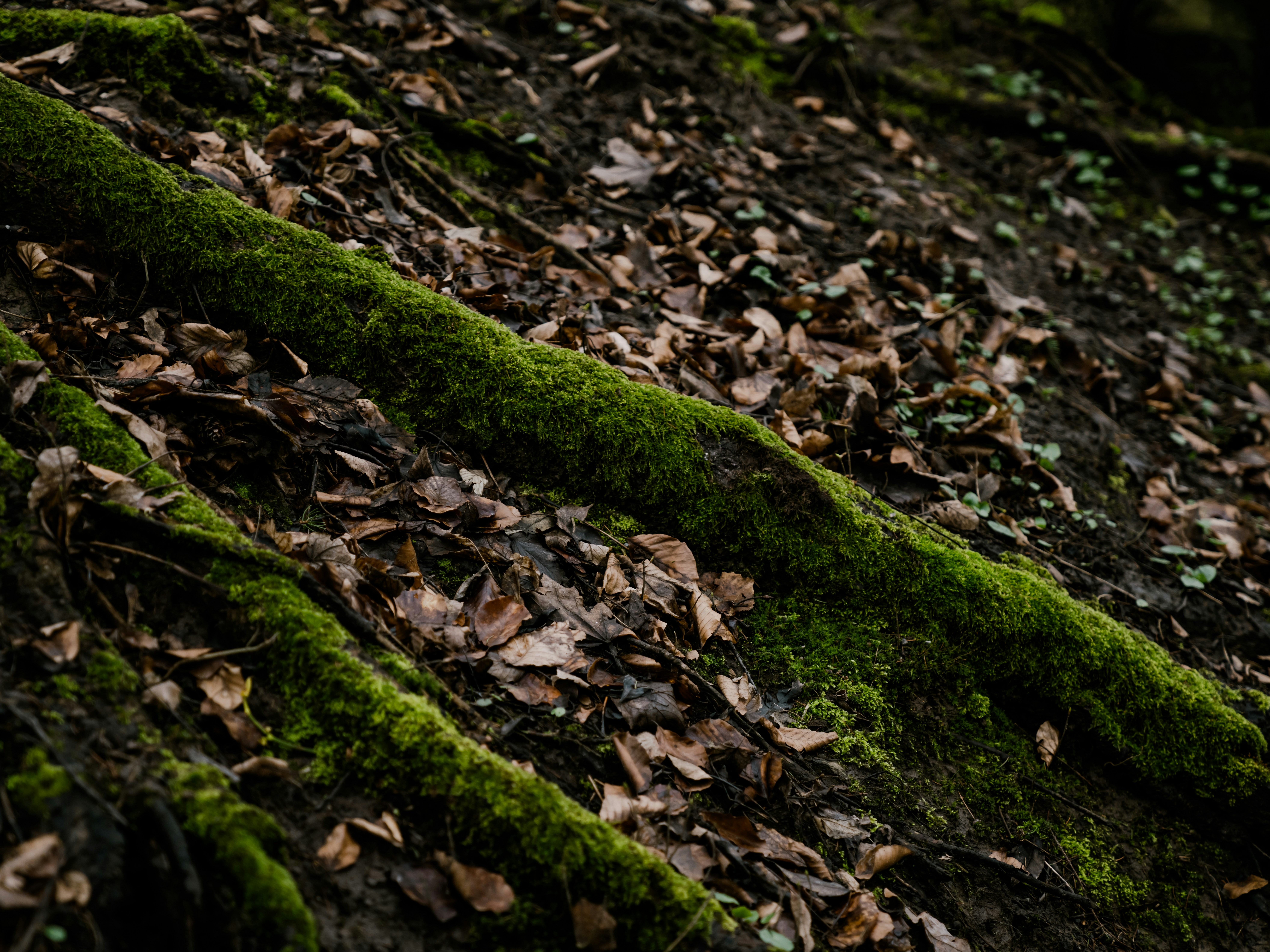 Photo by mineral_of_demon