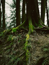 A tree with moss growing on it in the woods
