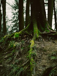 A tree with moss growing on it in the woods