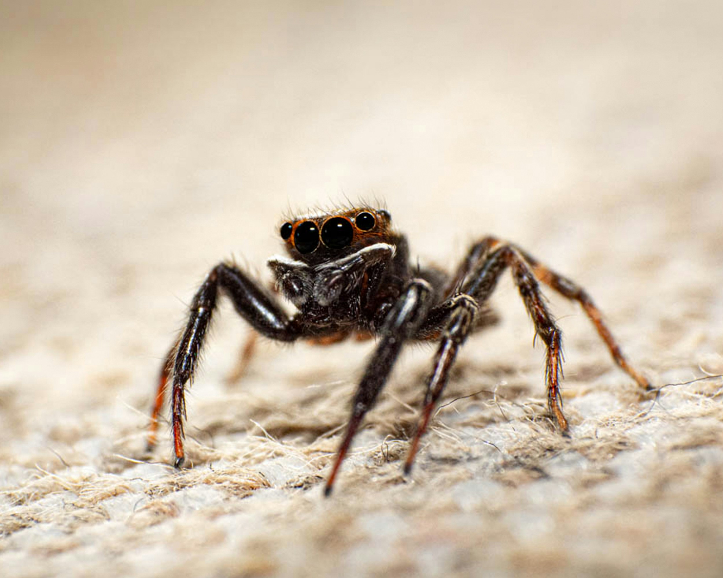 A close up of a spider on the ground
