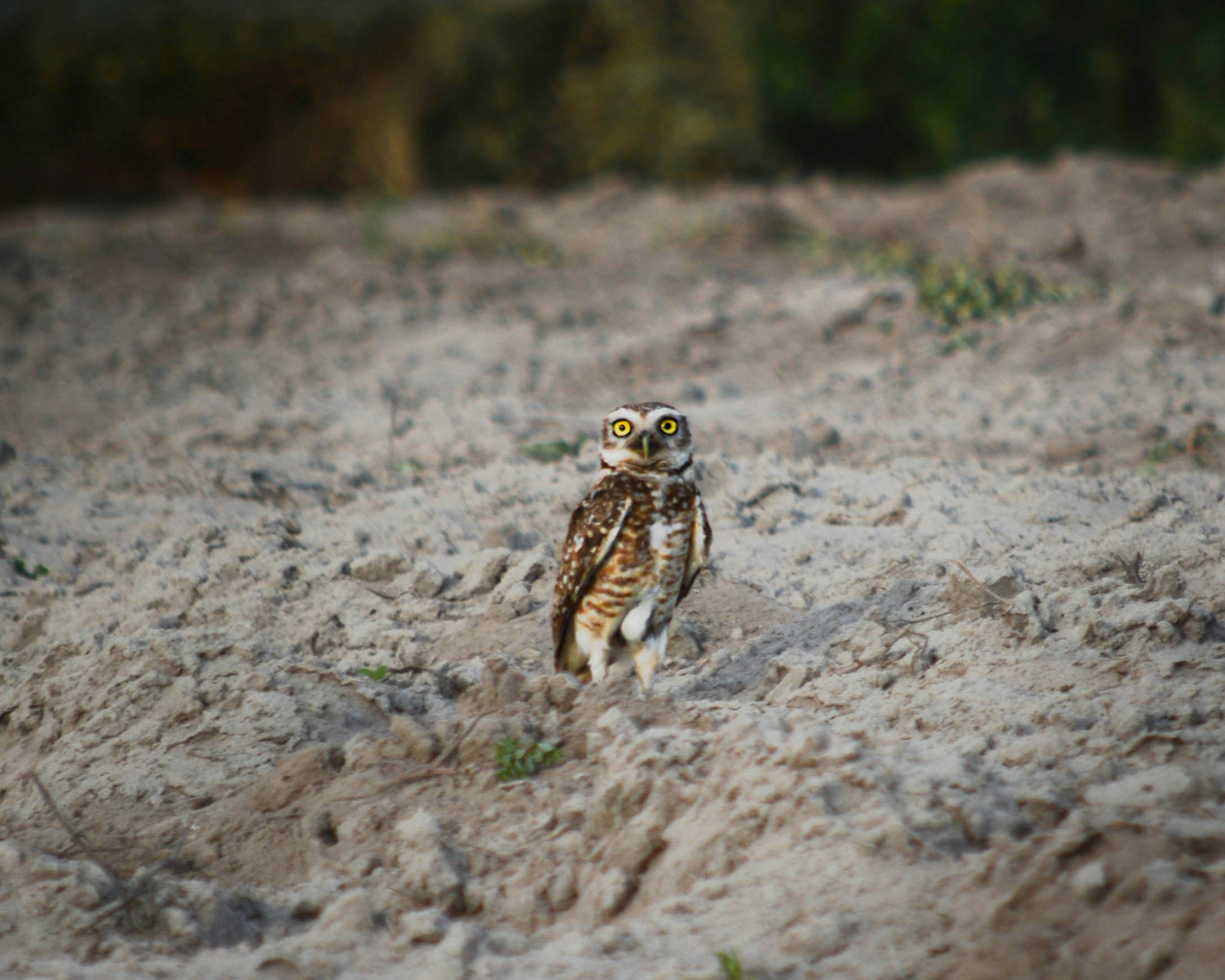A small owl standing on top of a sandy field