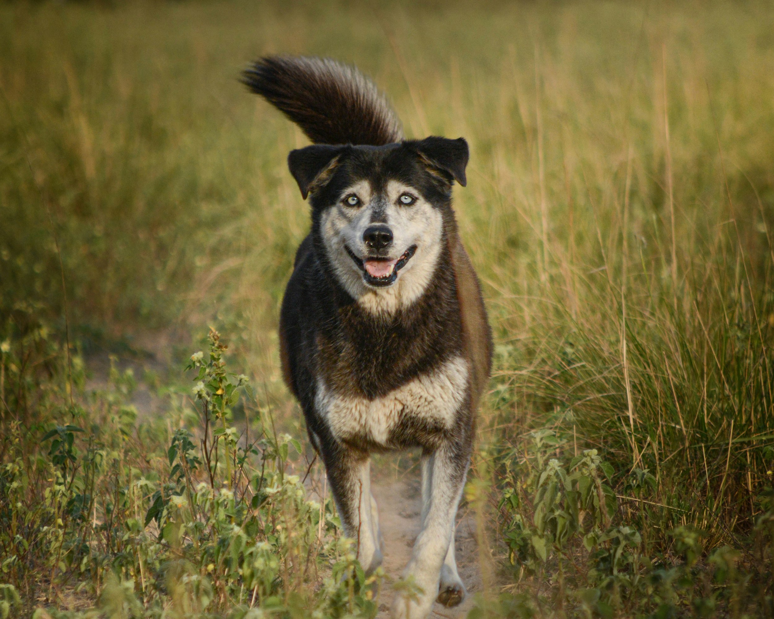 A dog running through a field of tall grass
