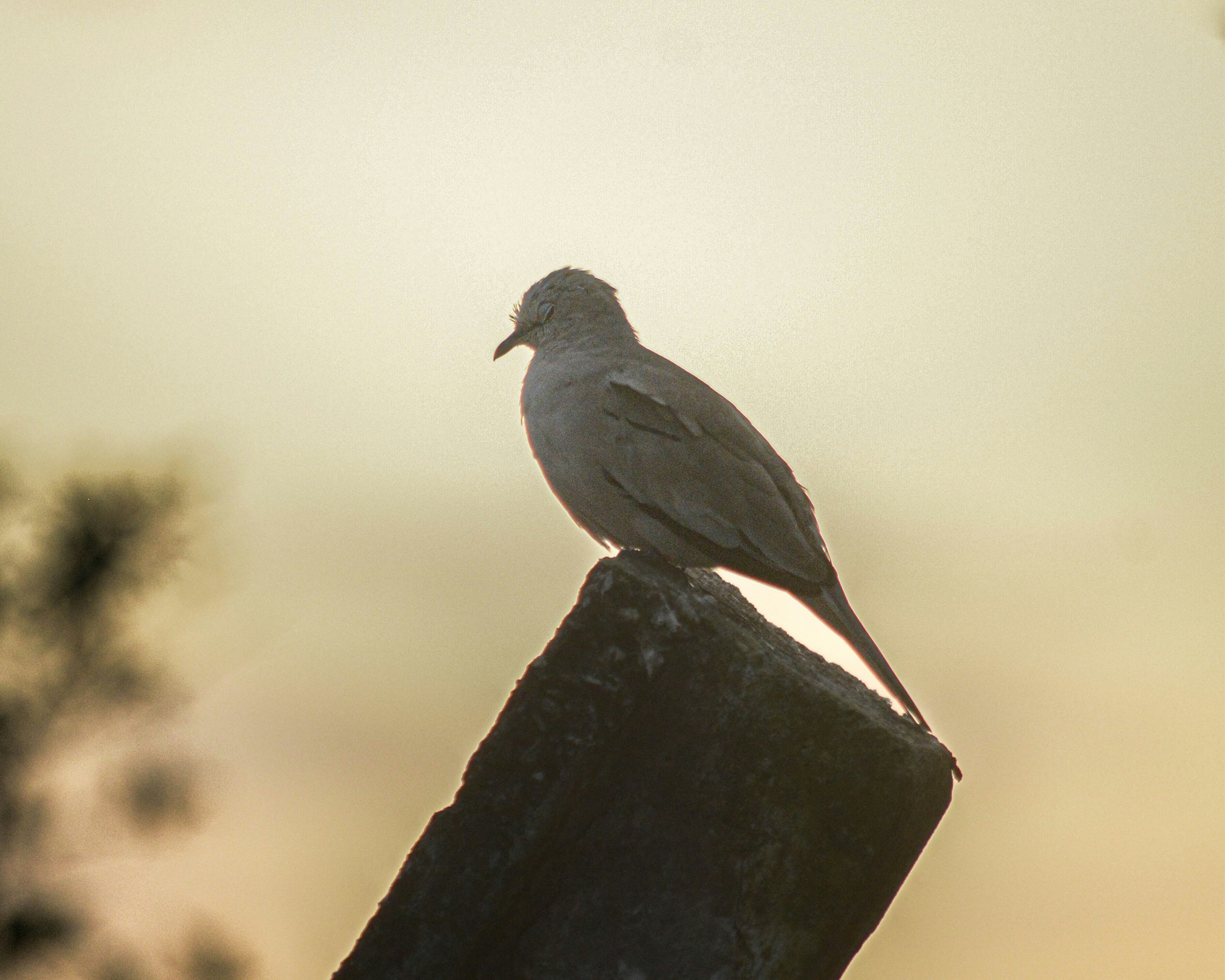 A bird sitting on top of a wooden post