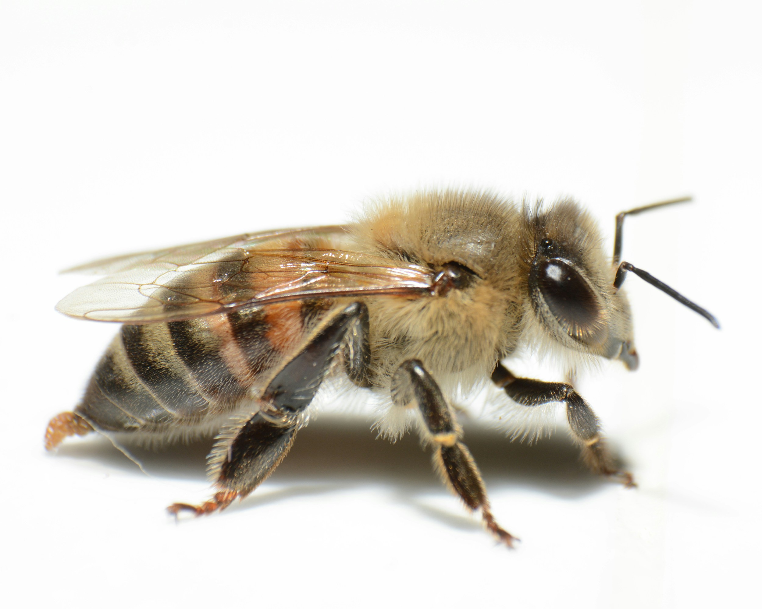 A close up of a bee on a white background