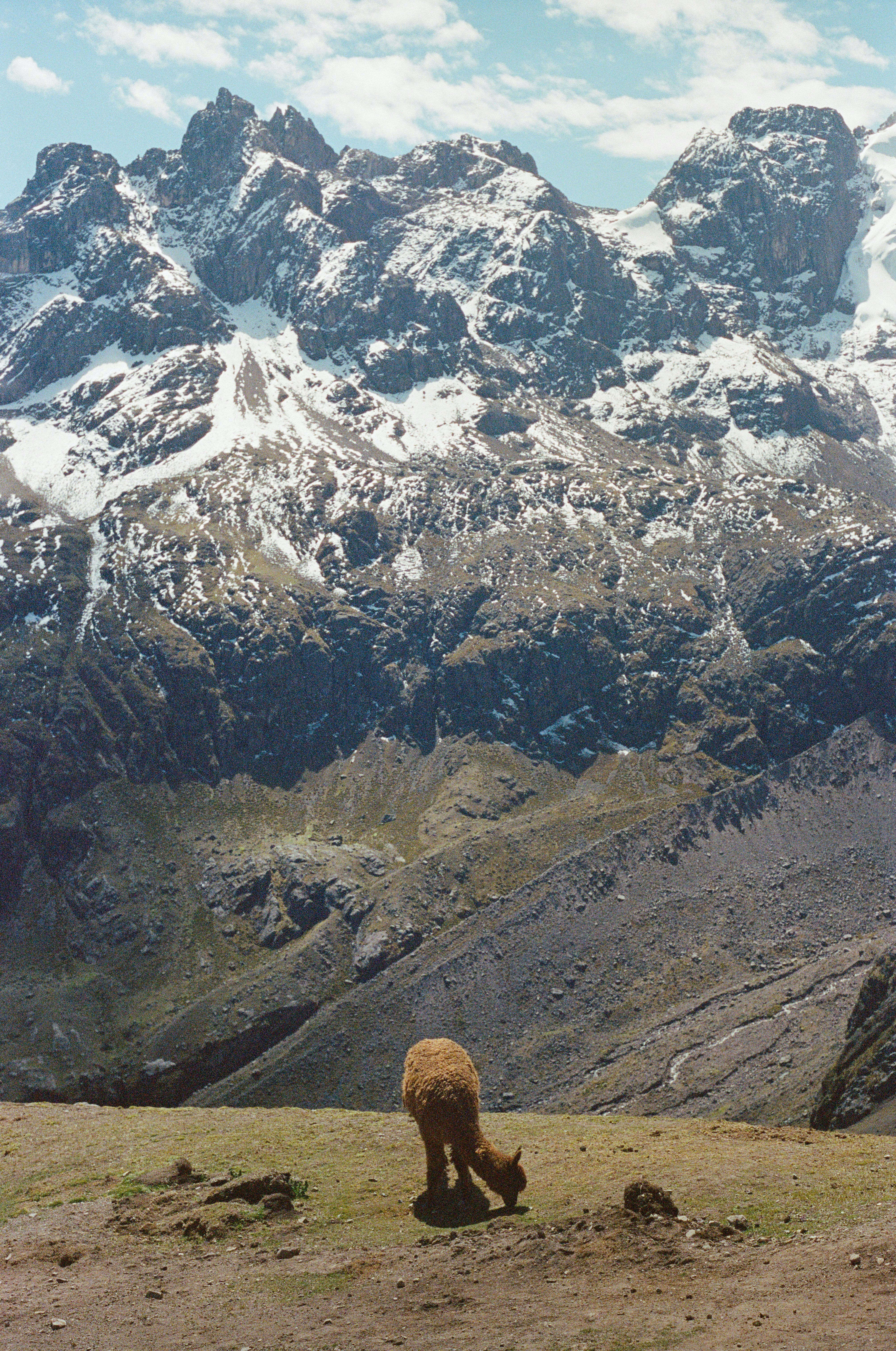 A brown bear standing on top of a grass covered hillside