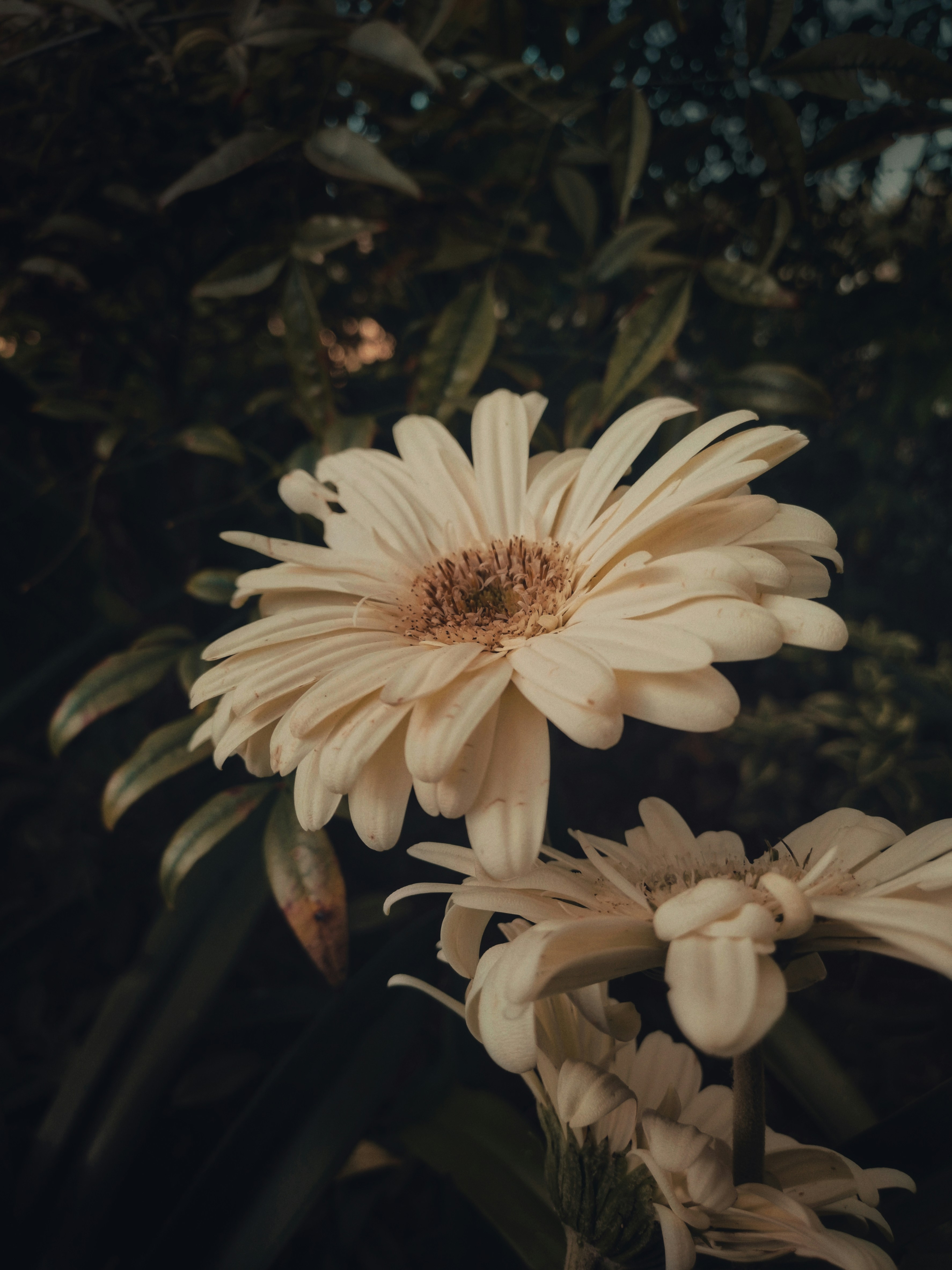 A couple of white flowers sitting next to each other