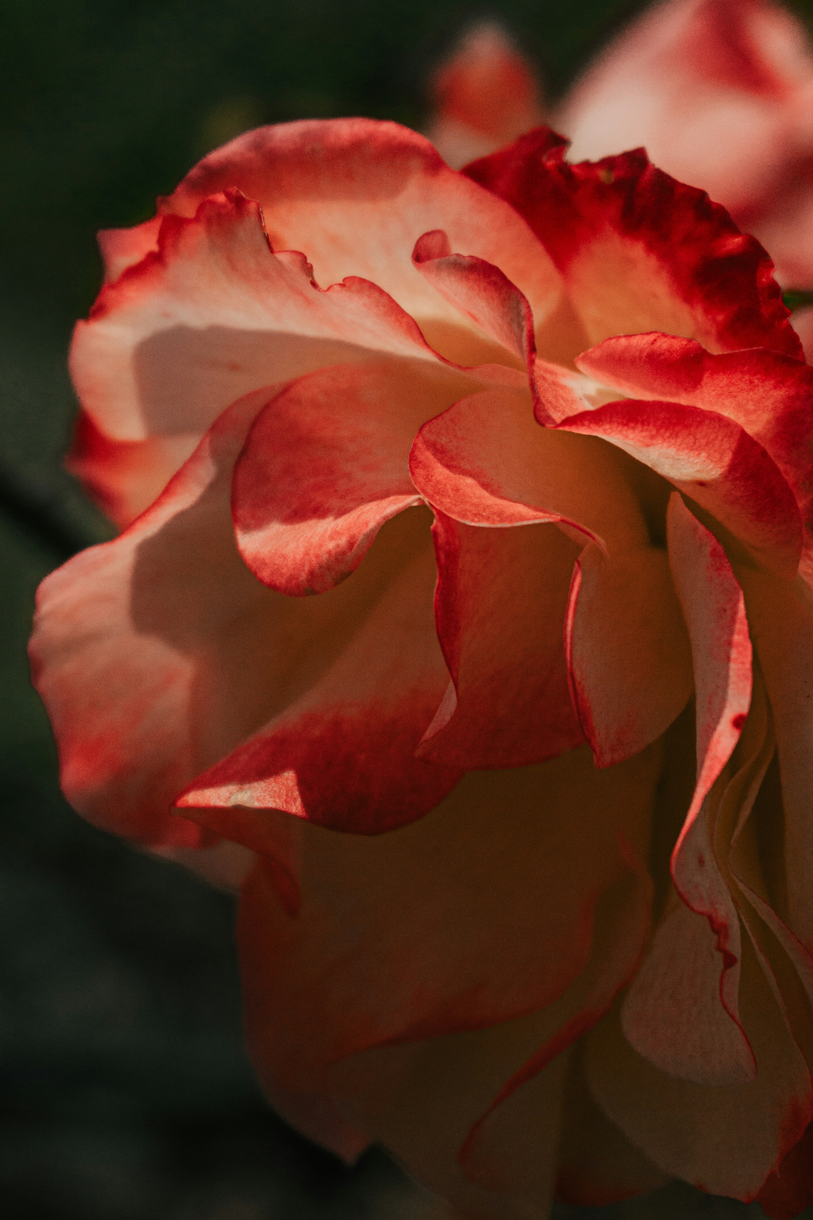 Photo by andreicastanha