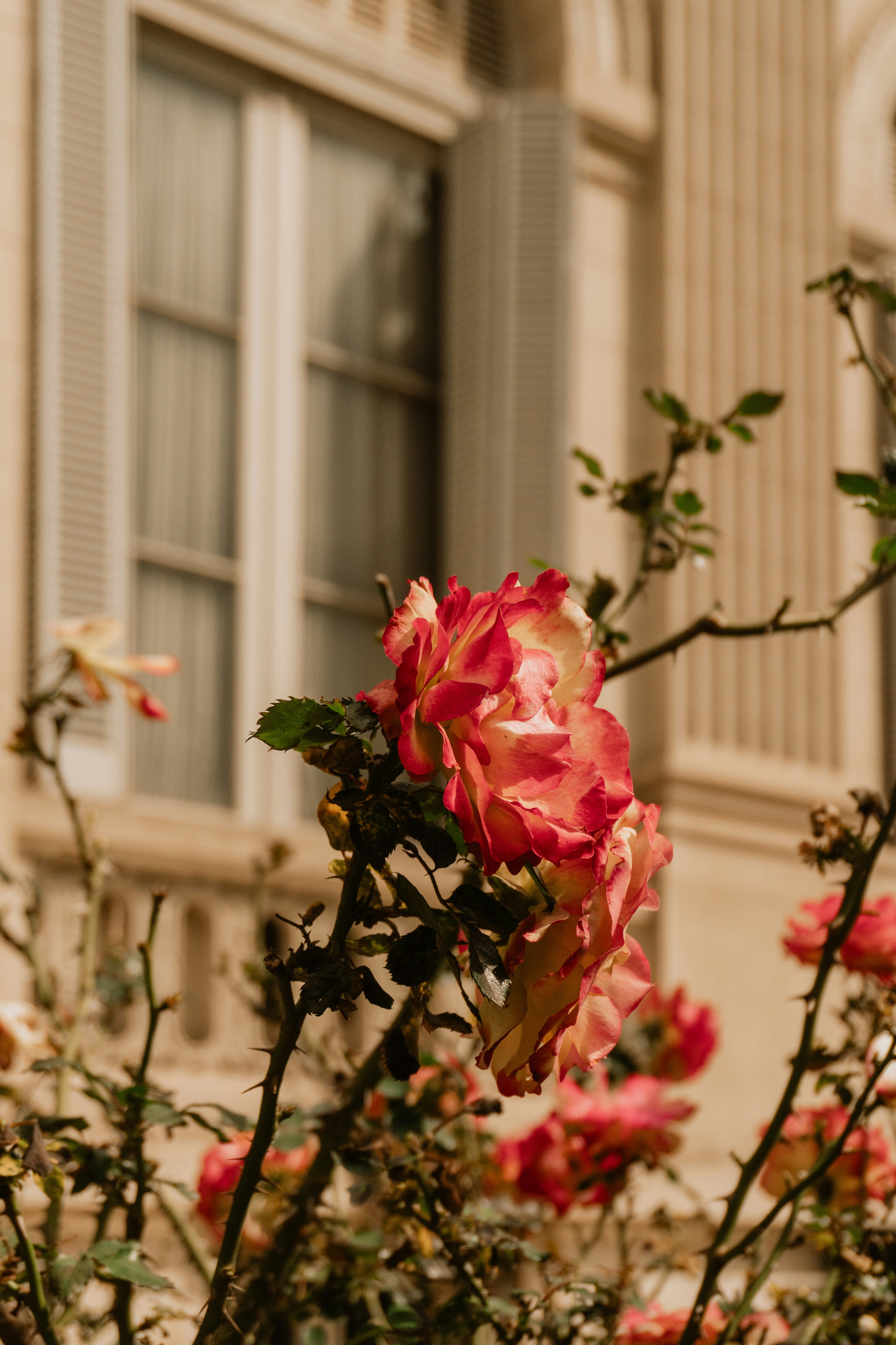 Photo by andreicastanha