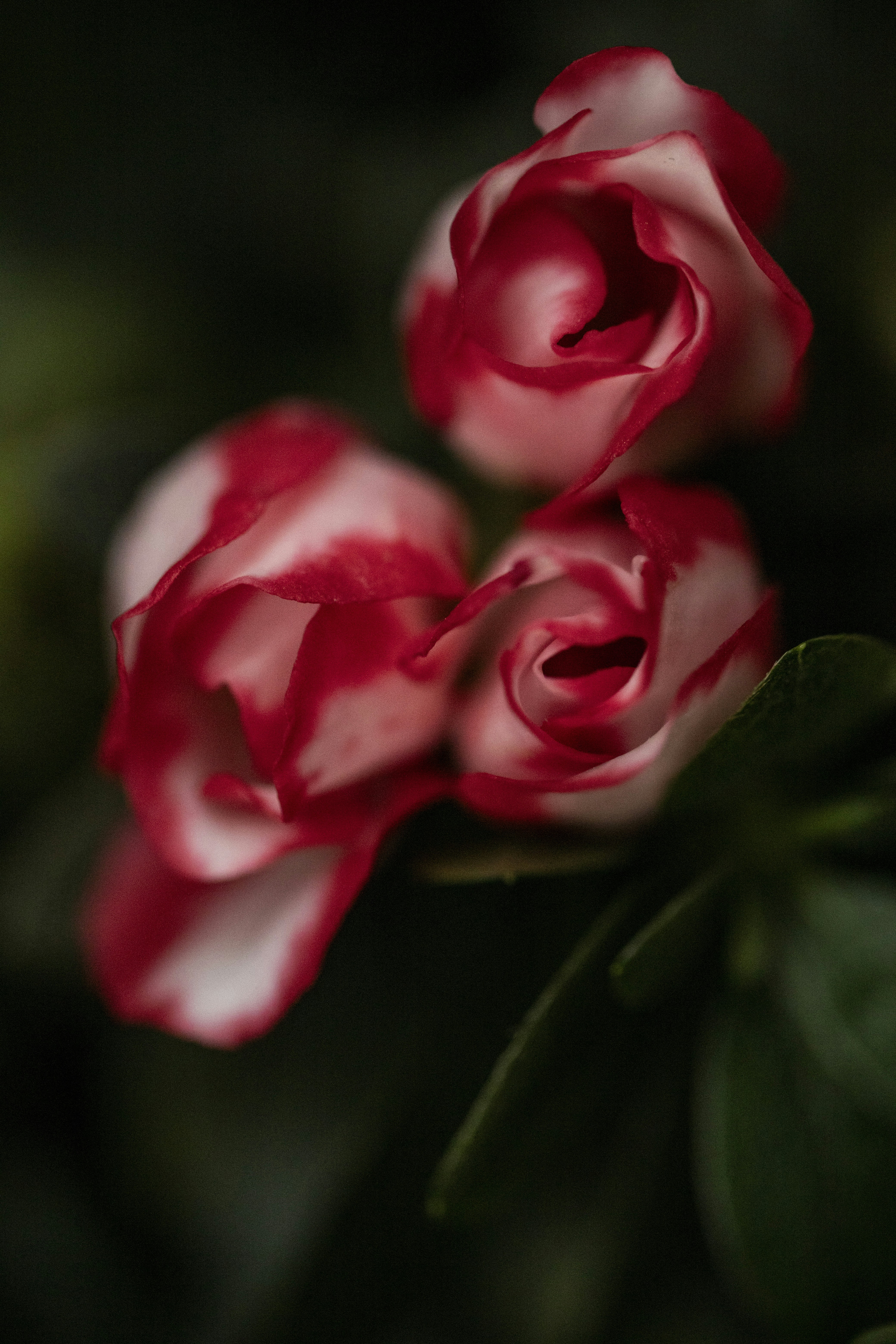 Photo by stef_enheart