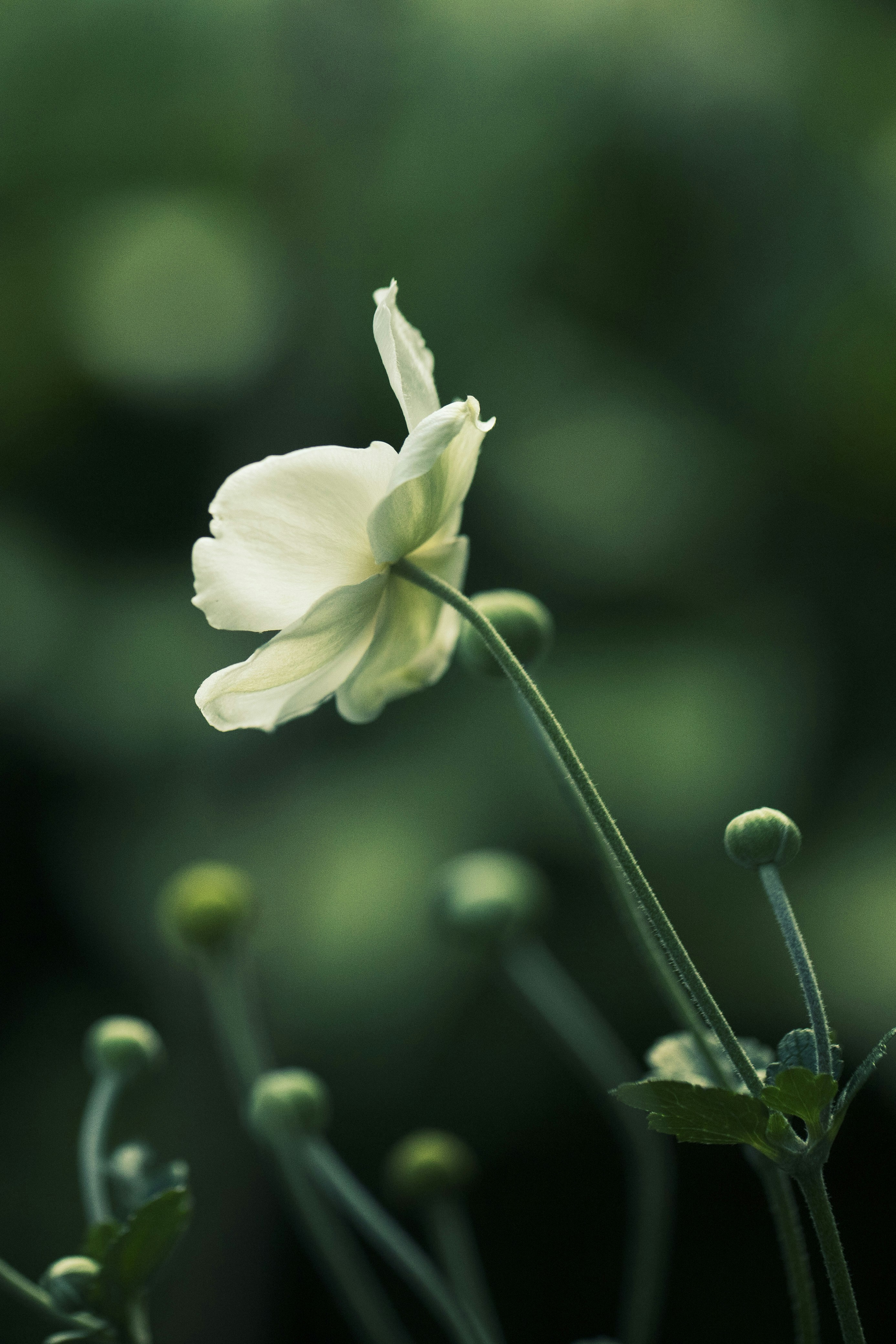 Photo by stef_enheart