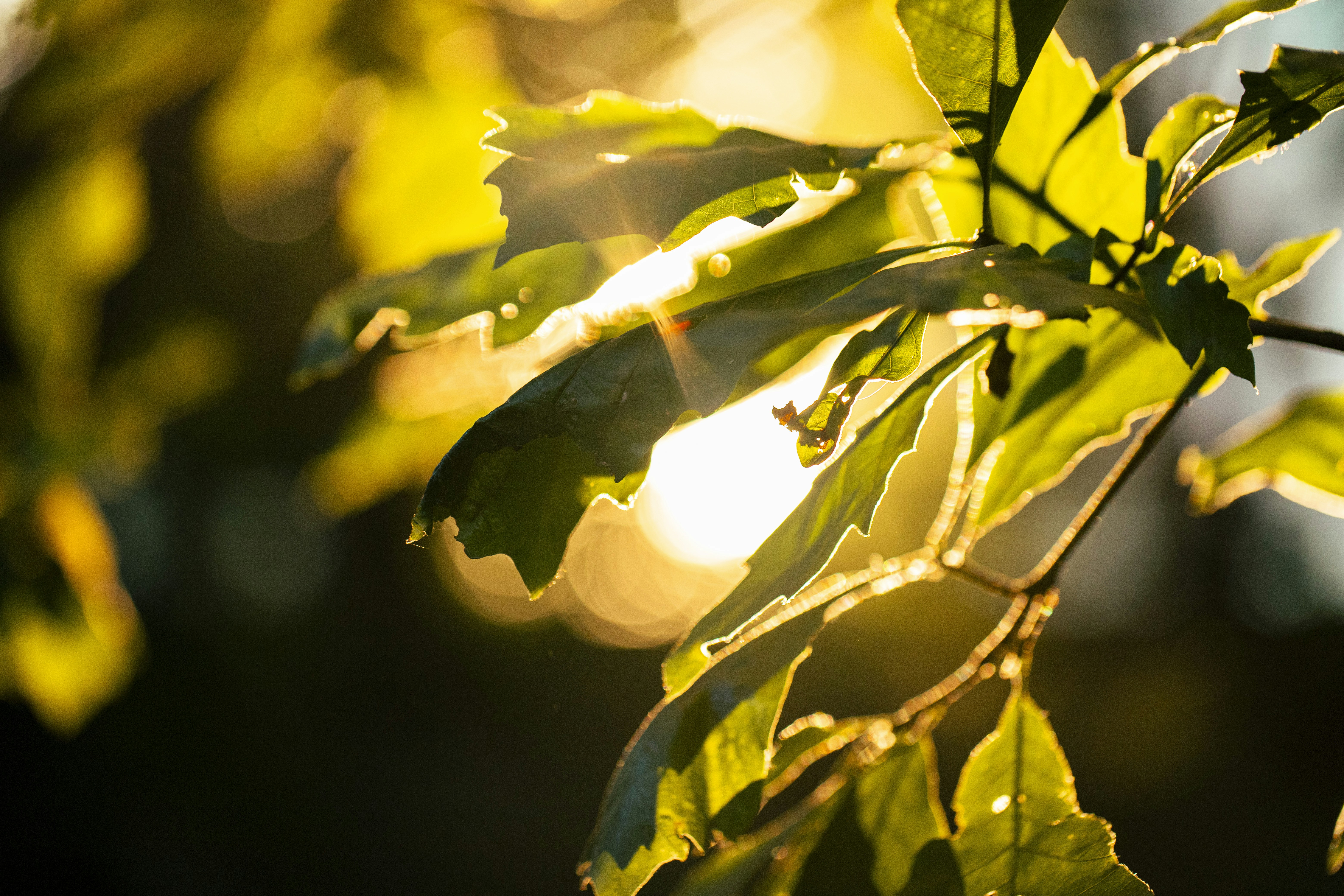 Photo by stef_enheart