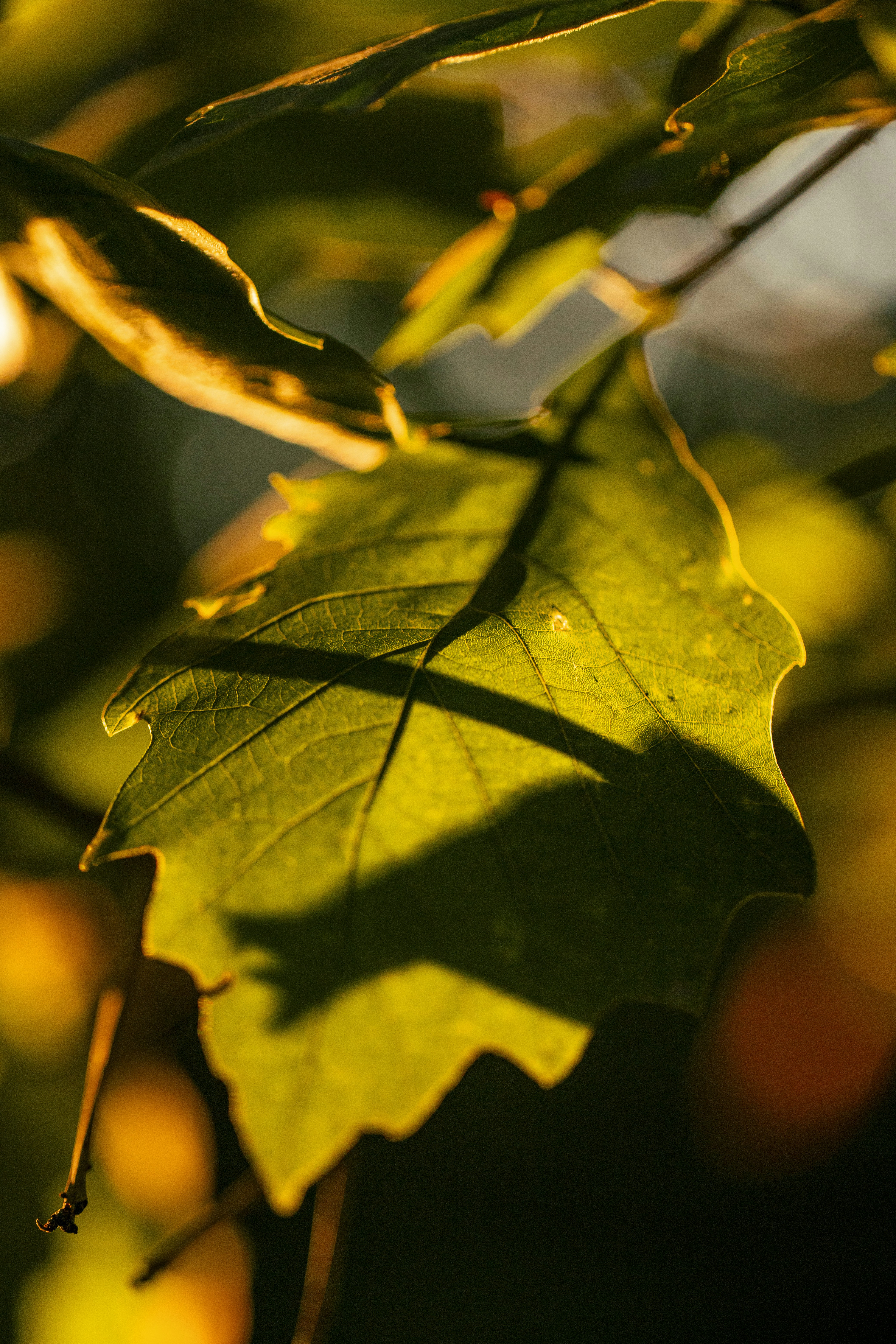 Photo by stef_enheart