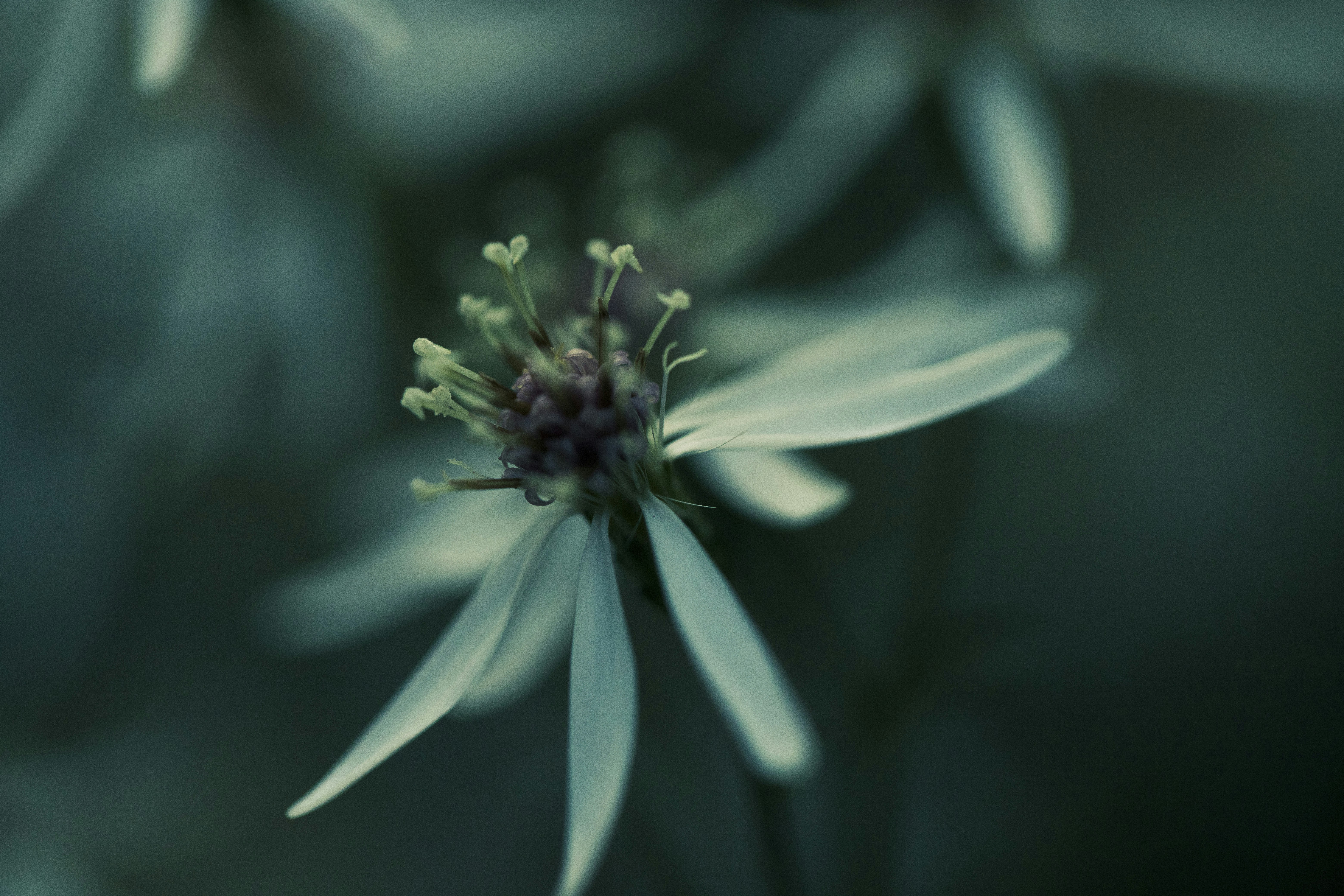 Photo by stef_enheart