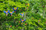 A group of colorful birds sitting on top of a tree