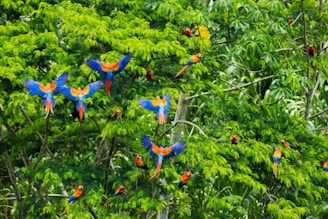 A group of colorful birds sitting on top of a tree