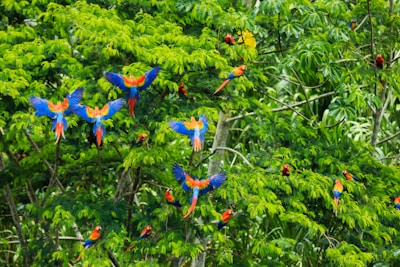 A group of colorful birds sitting on top of a tree