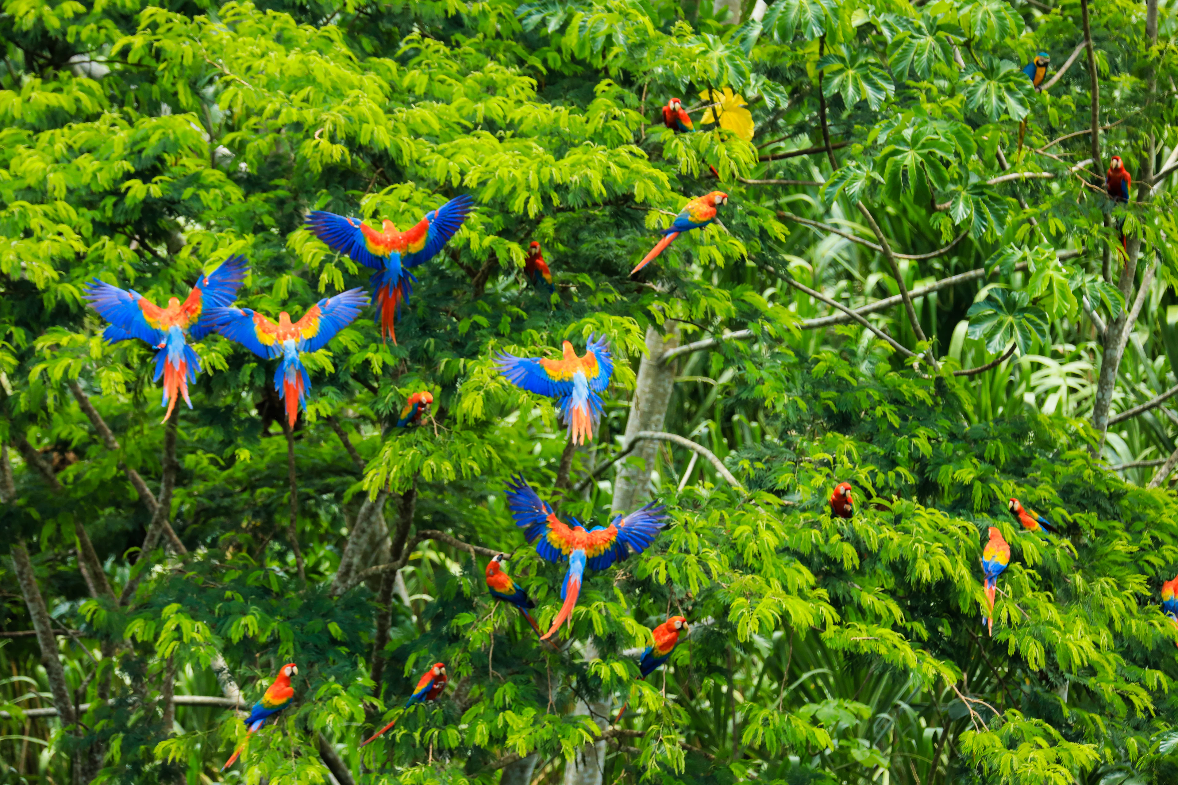 A flock of scarlet macaws with wings spread in the green trees of the Peruvian Amazon
