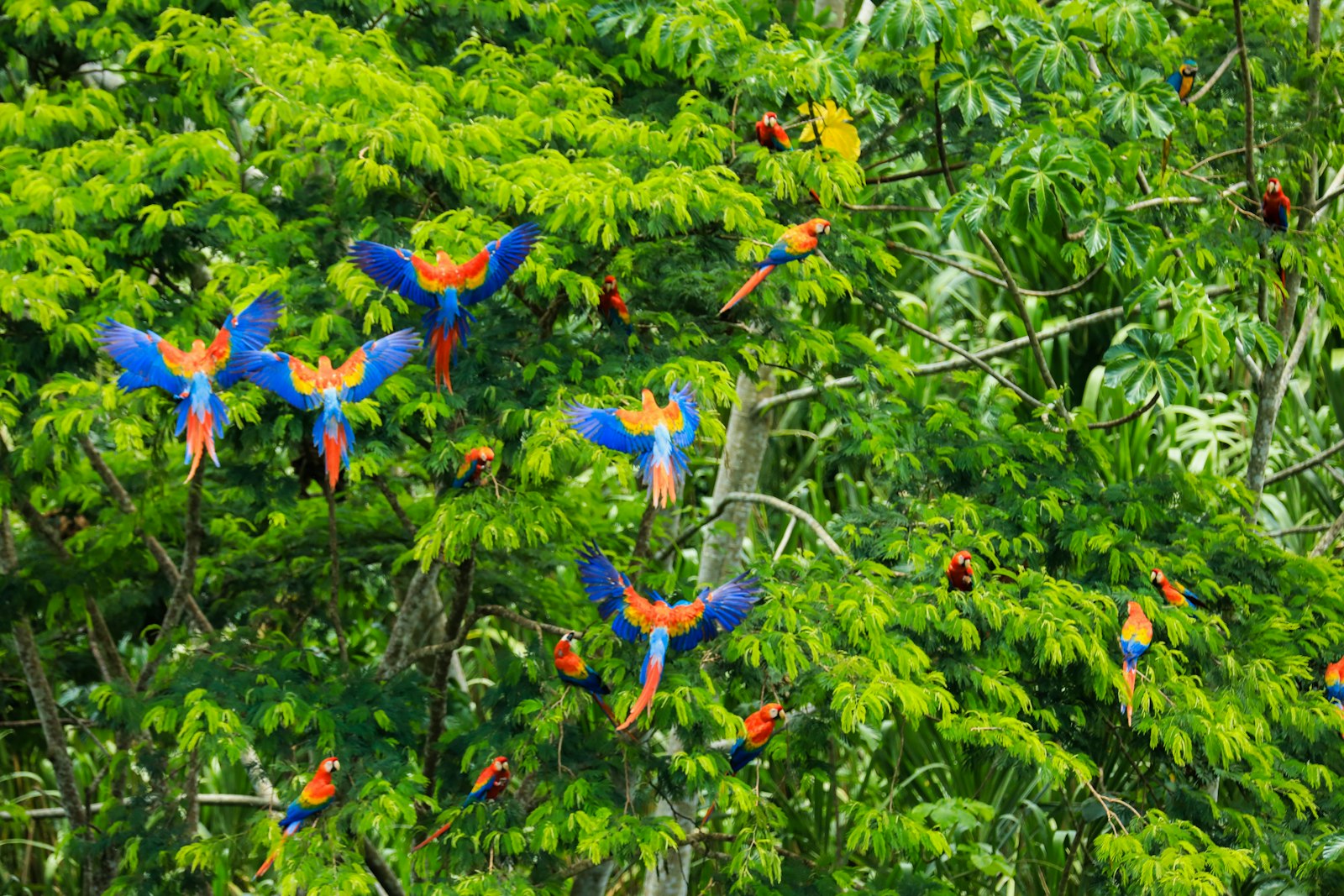 Scarlet macaws with outstretched wings in a rainforest tree in the Peruvian Amazon