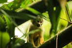 A small monkey sitting on top of a tree branch