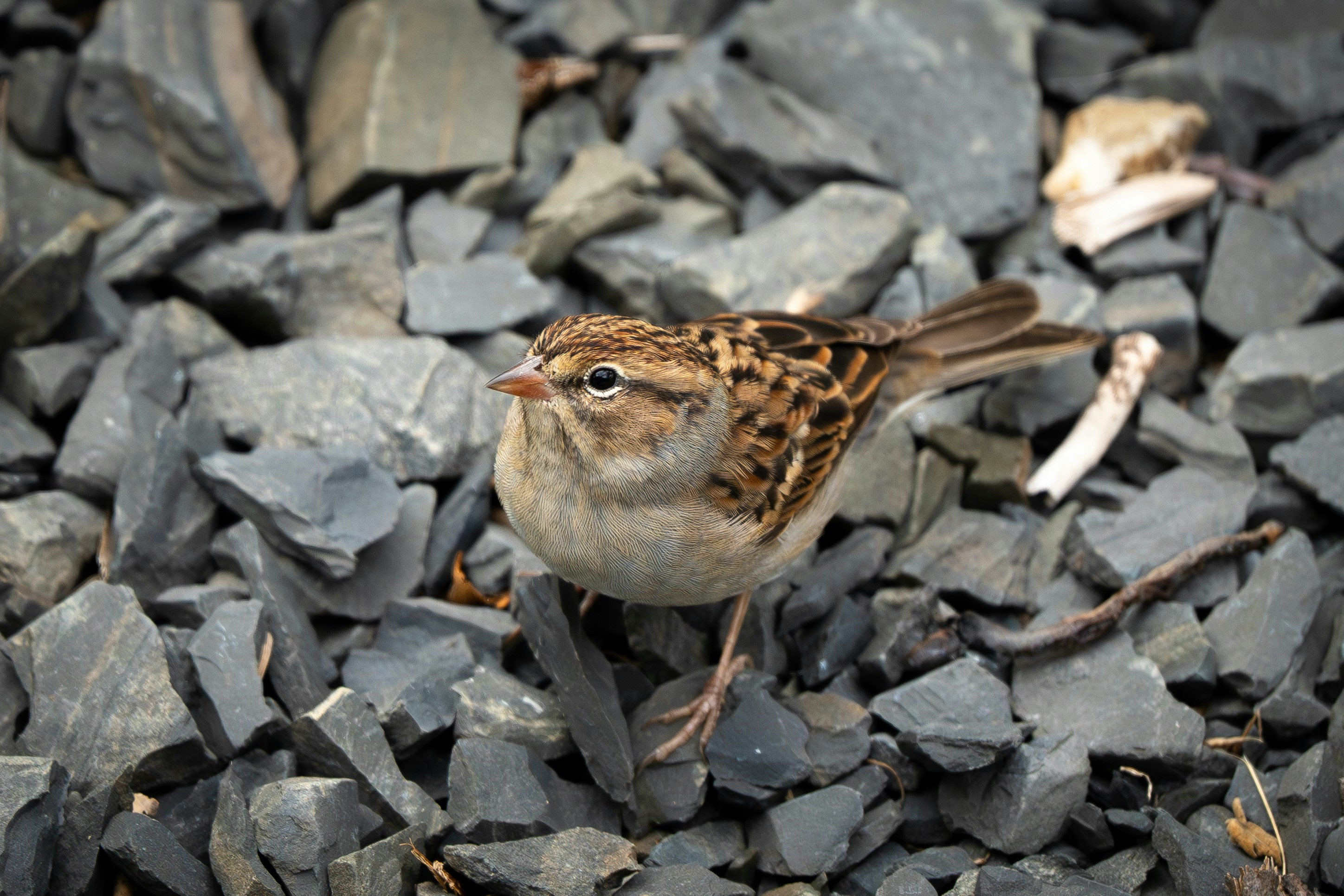 Chipping Sparrow